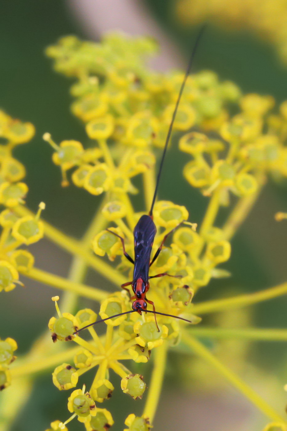 My first Macros: Braconidae sp.
