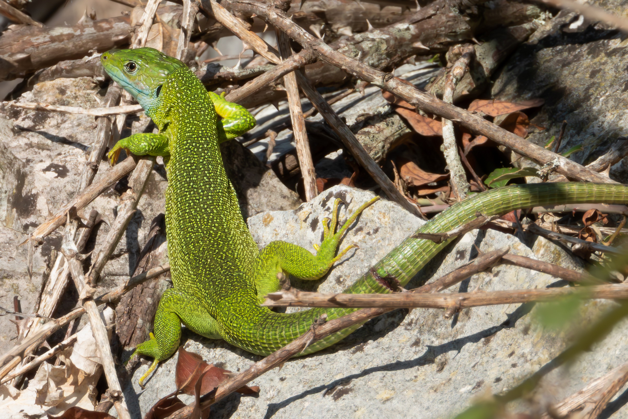 Mr. Lizard looks at me suspiciously.