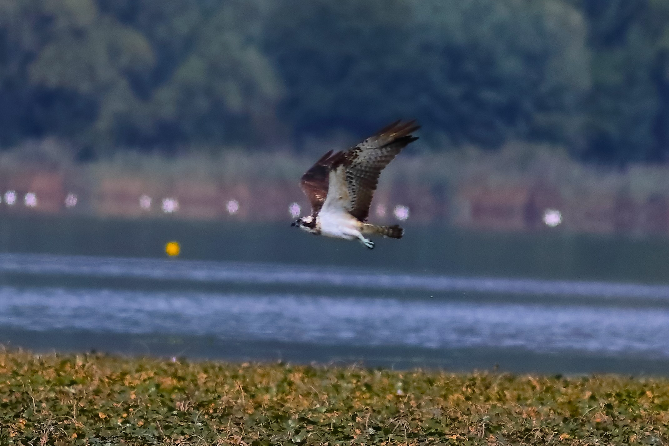 Falco pescatore 01-09-2023 -172