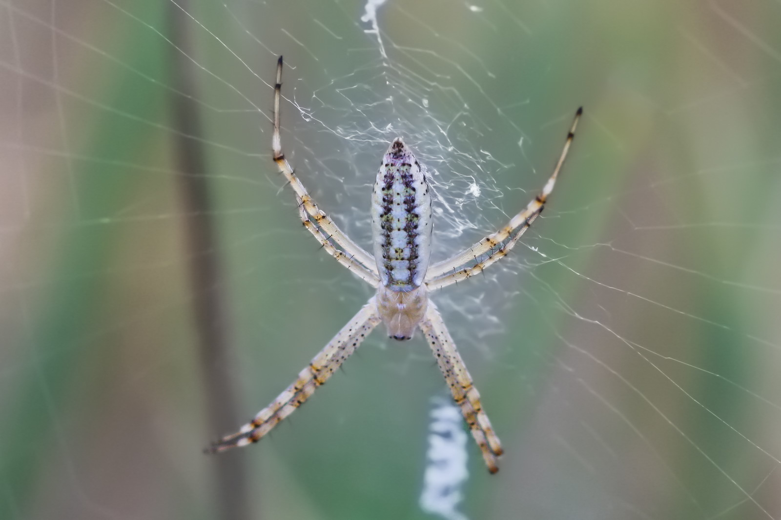 My first Macro: young Argiope bruennichi