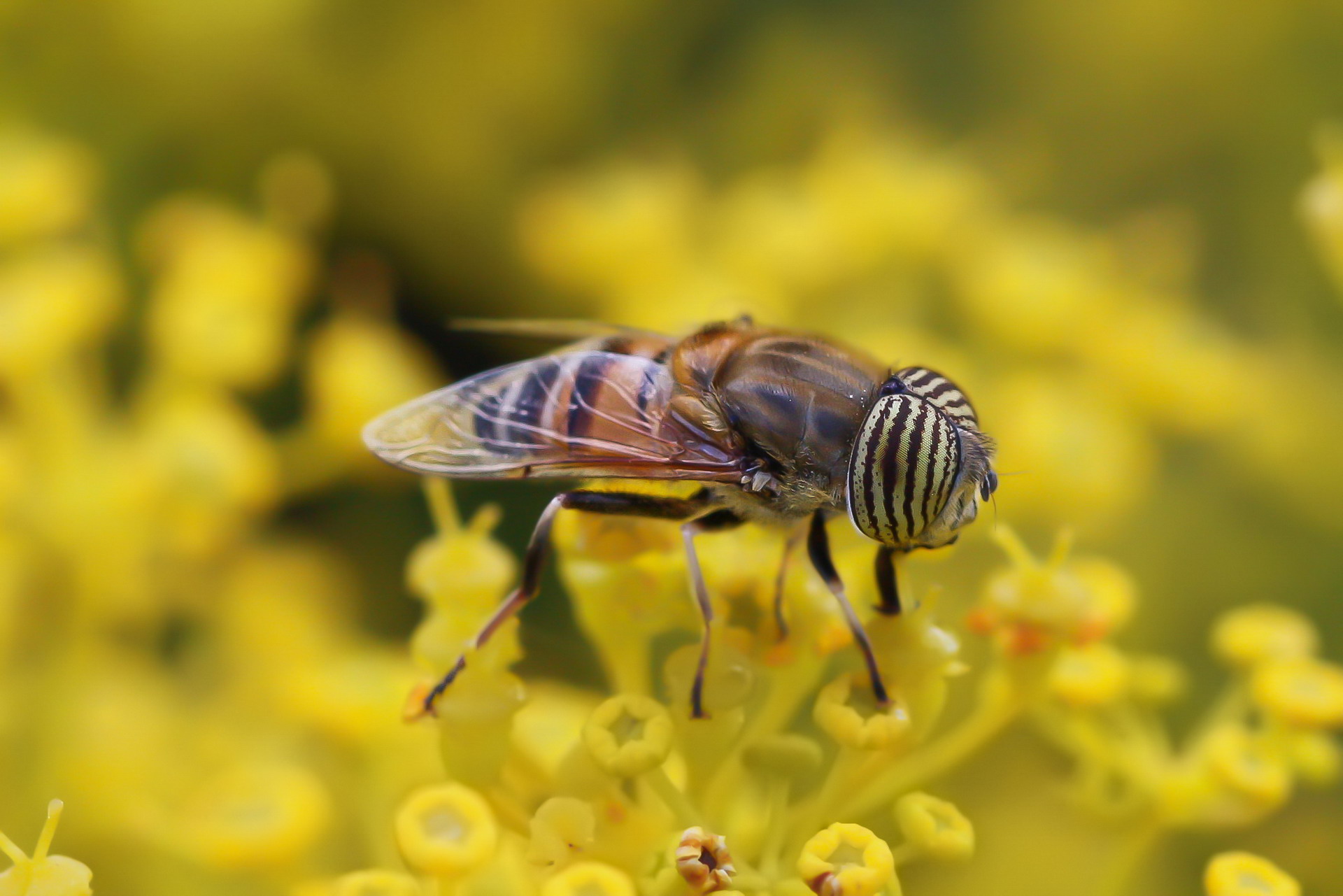 My first Macros: Eristalinus taeniops