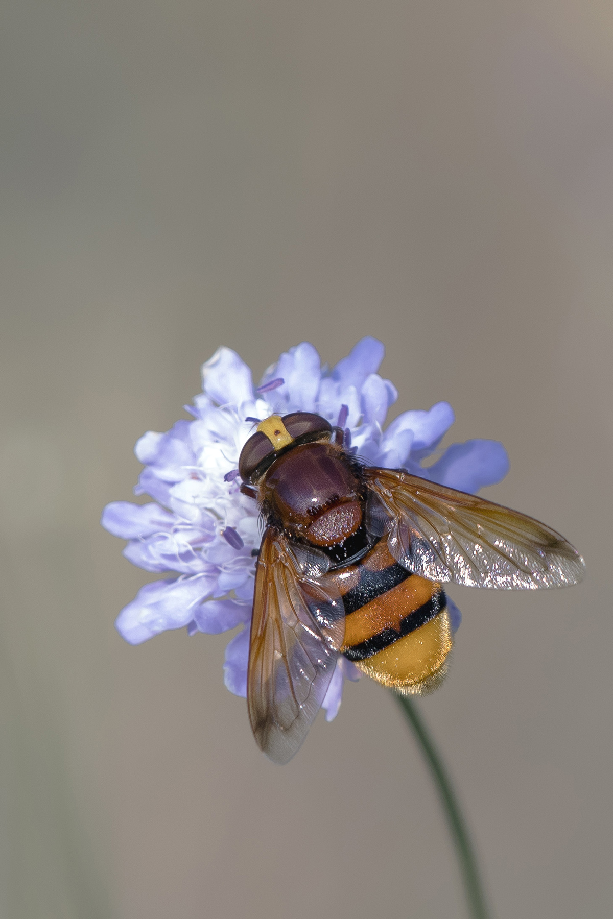 Zonal volucella