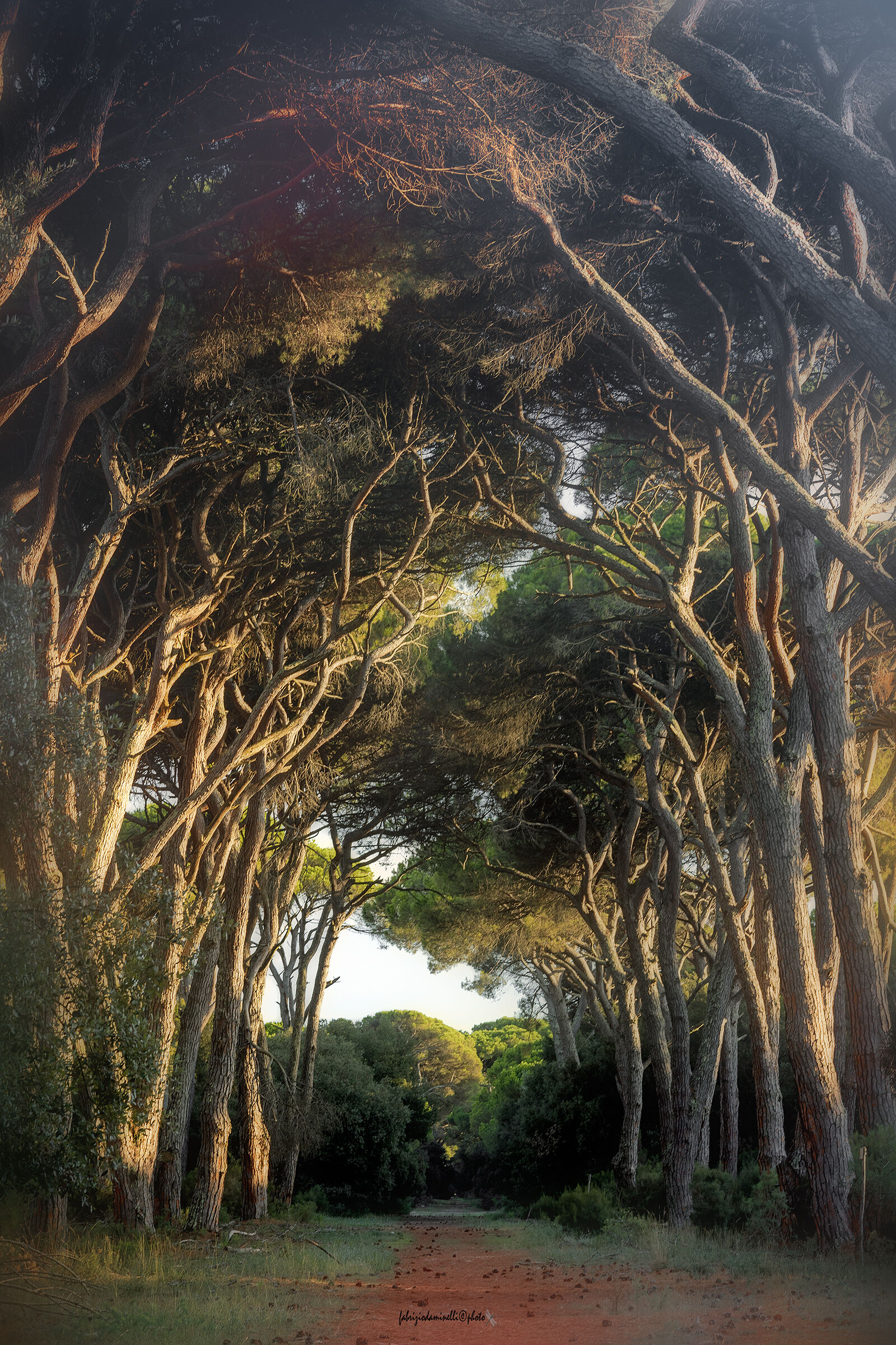 Parco Regionale Migliarino, San Rossore, Massaciuccoli