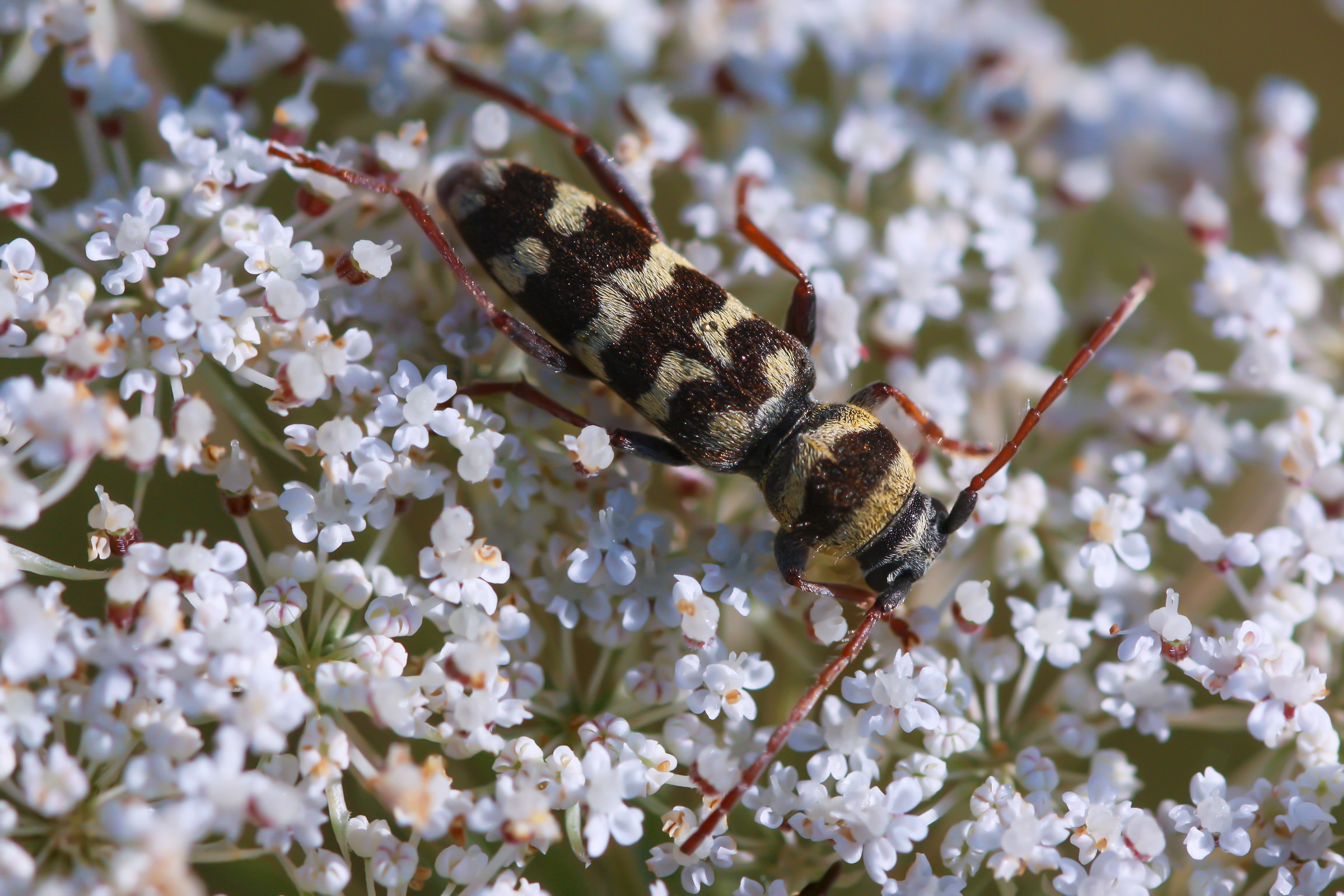 My first Macros: Plagionotus floralis