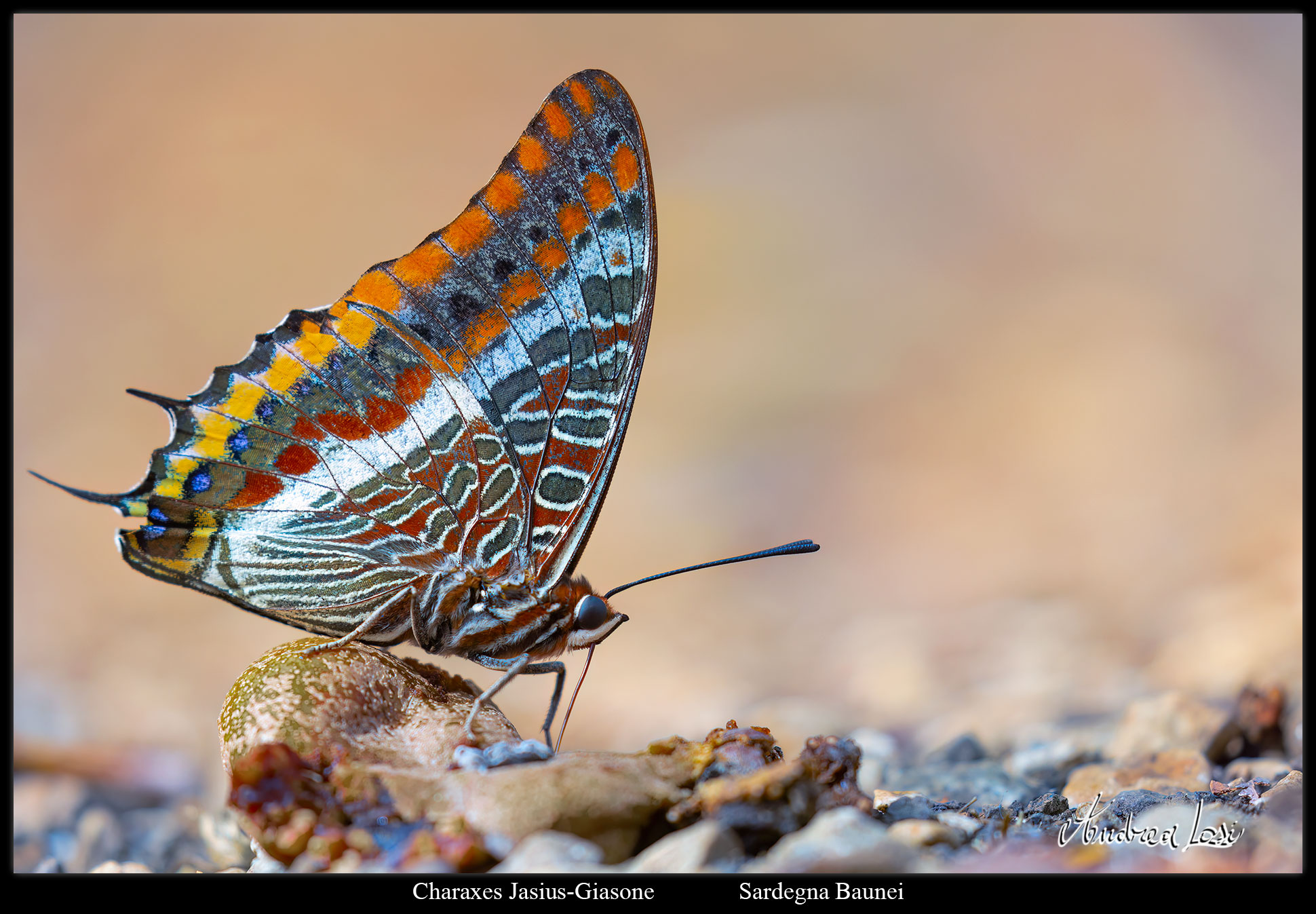 Charaxes Jasius-Jason