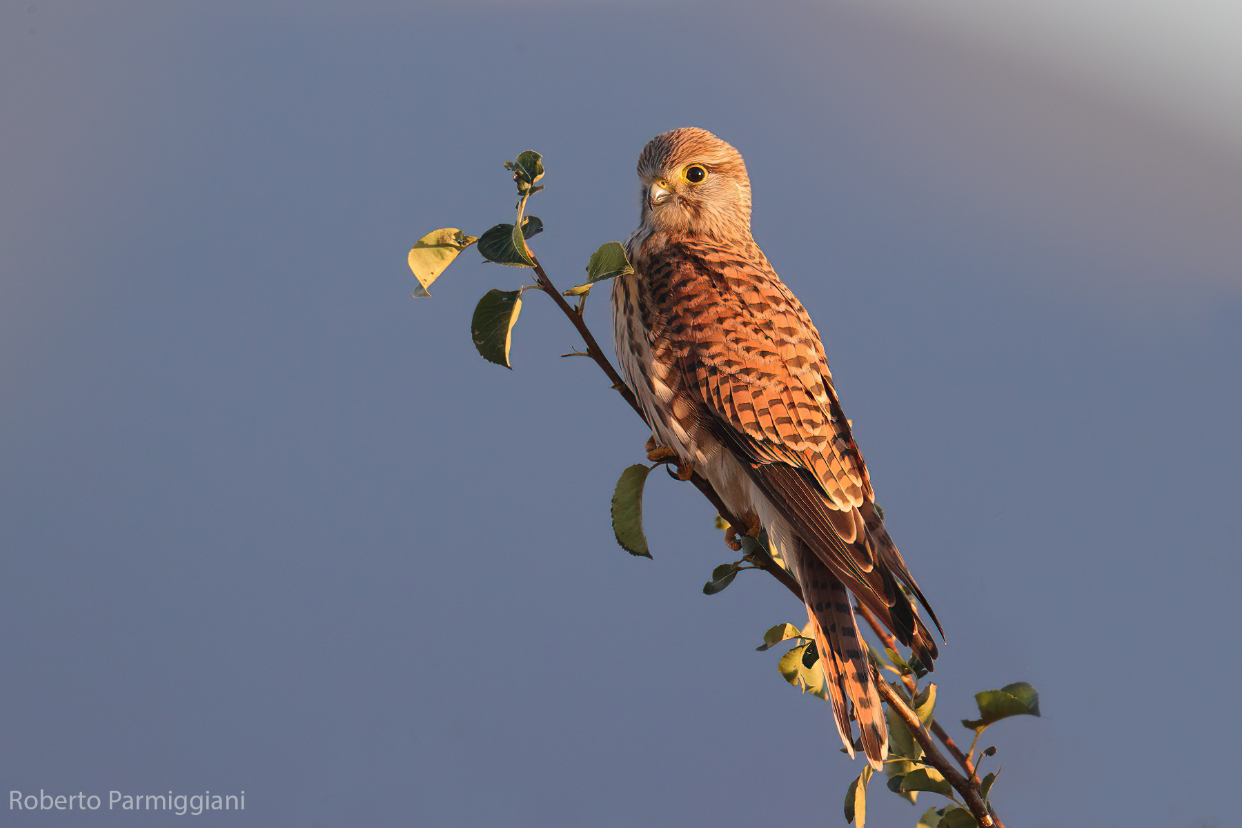 Kestrel
