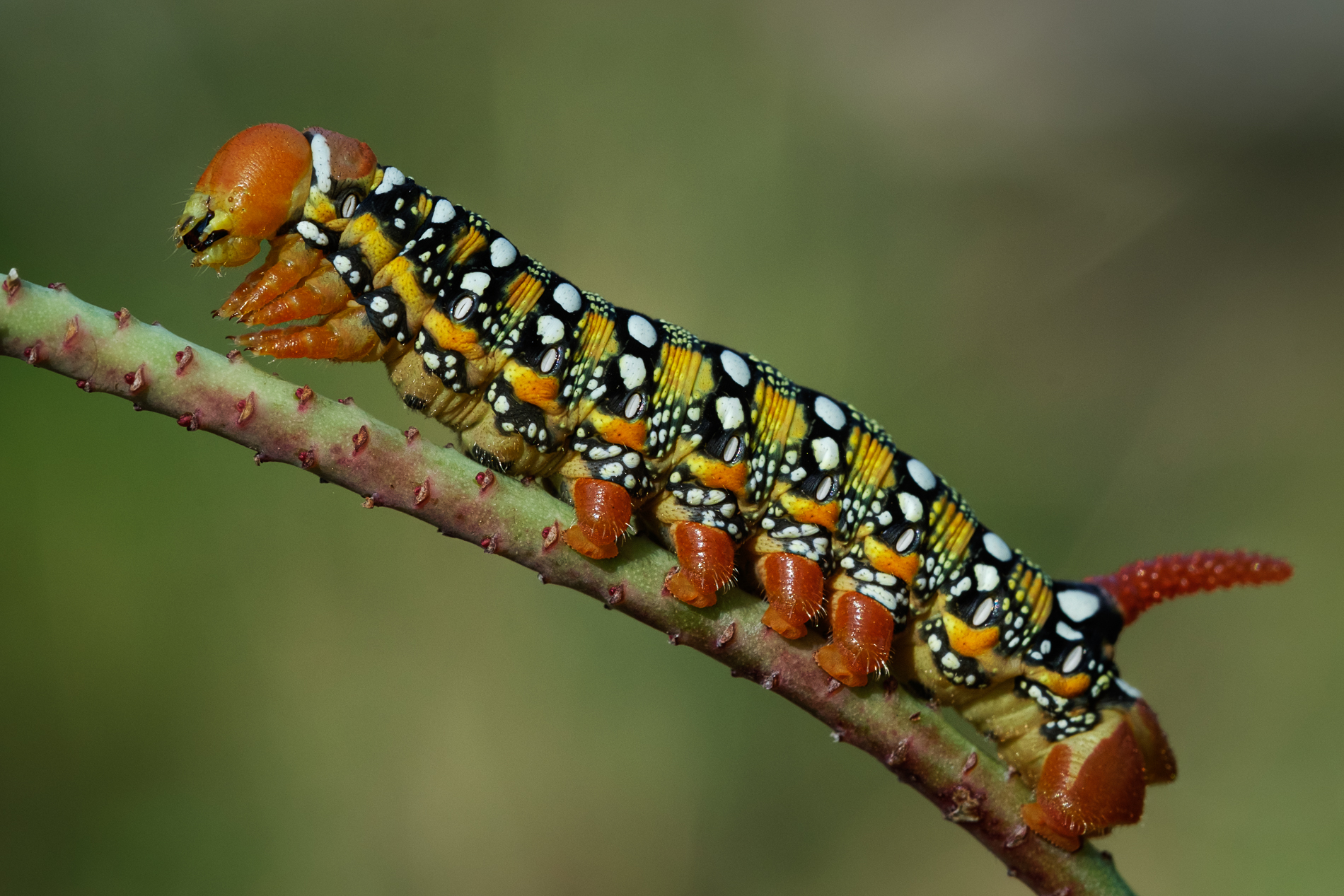 Bruco di Sfinge dell'Euforbia