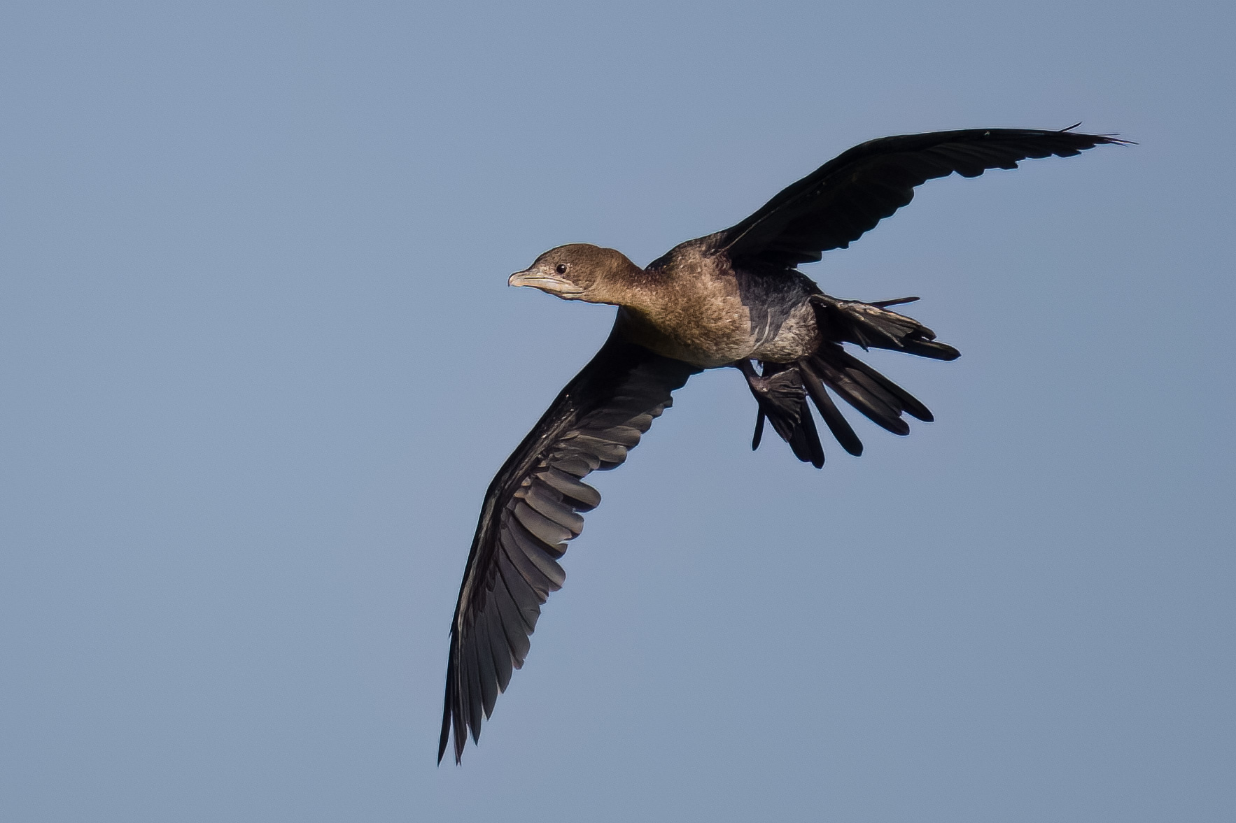 Marangone in flight