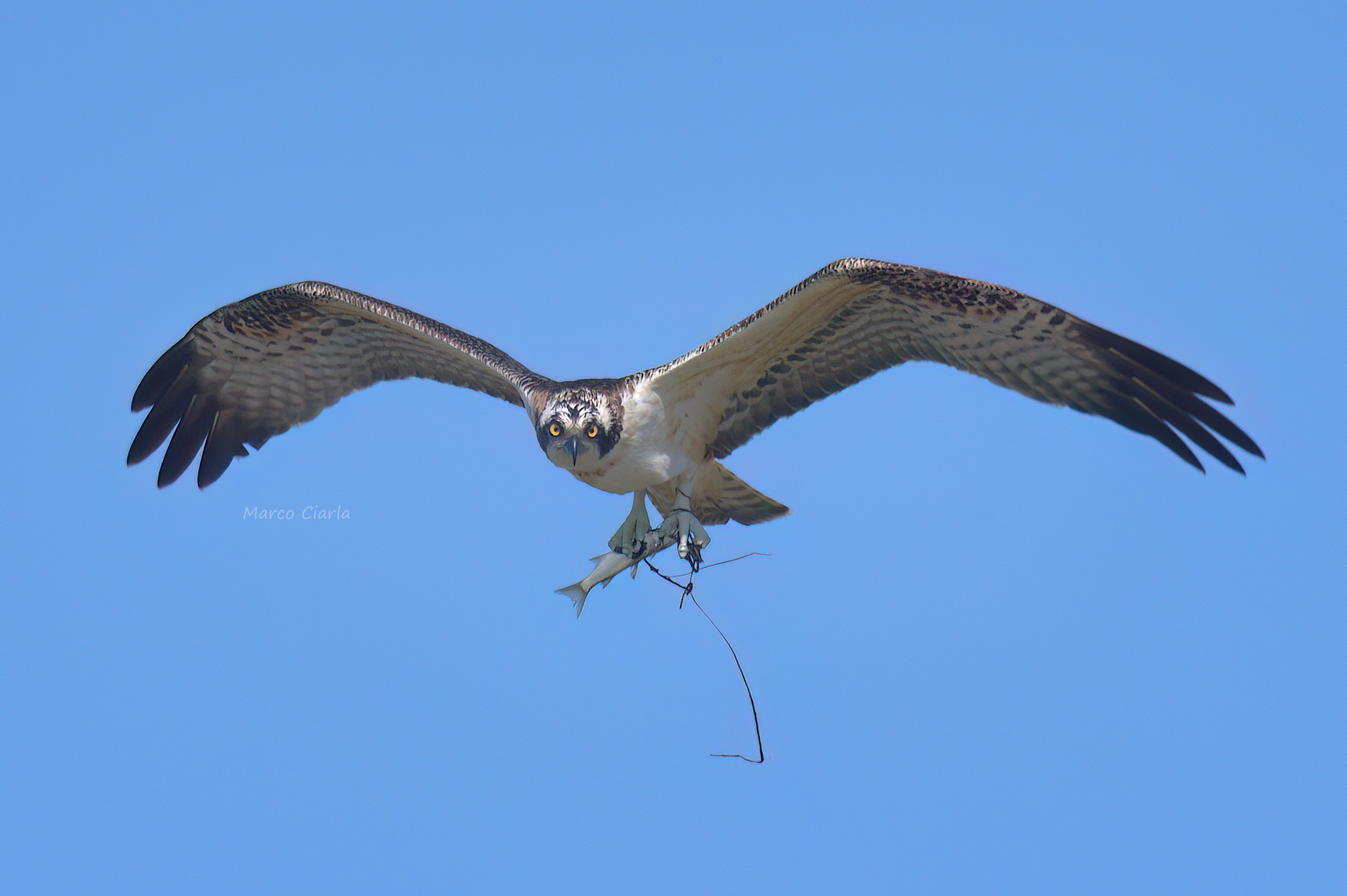 Osprey (Pandion haliaetus)