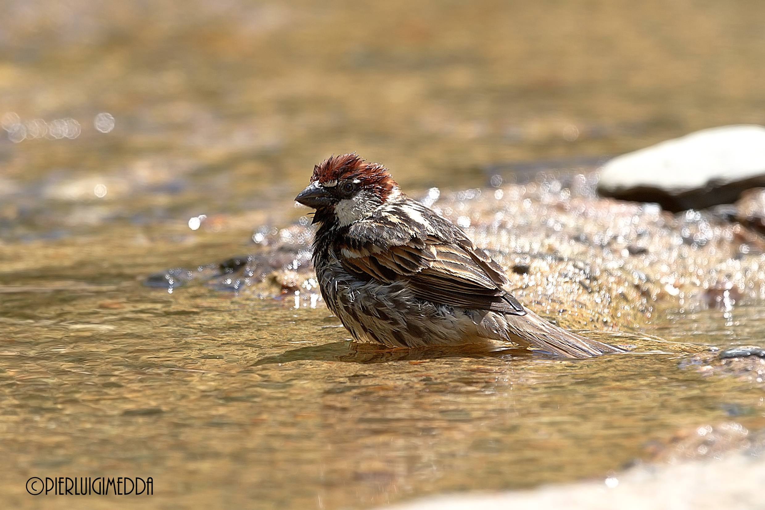 Il bagnetto del Passero