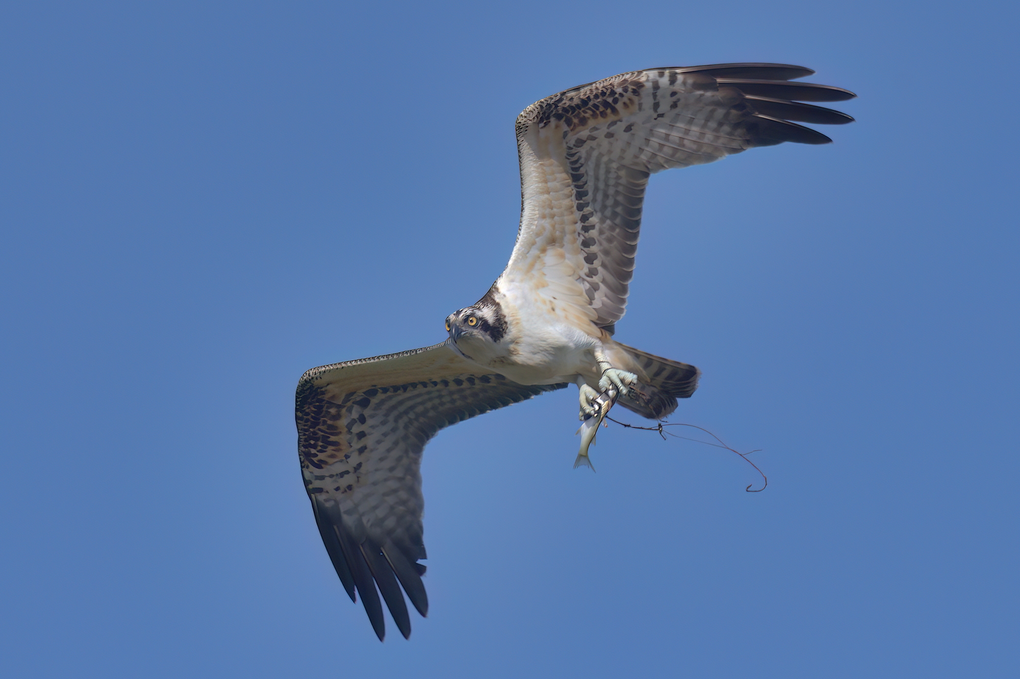Osprey (Pandion haliaetus)