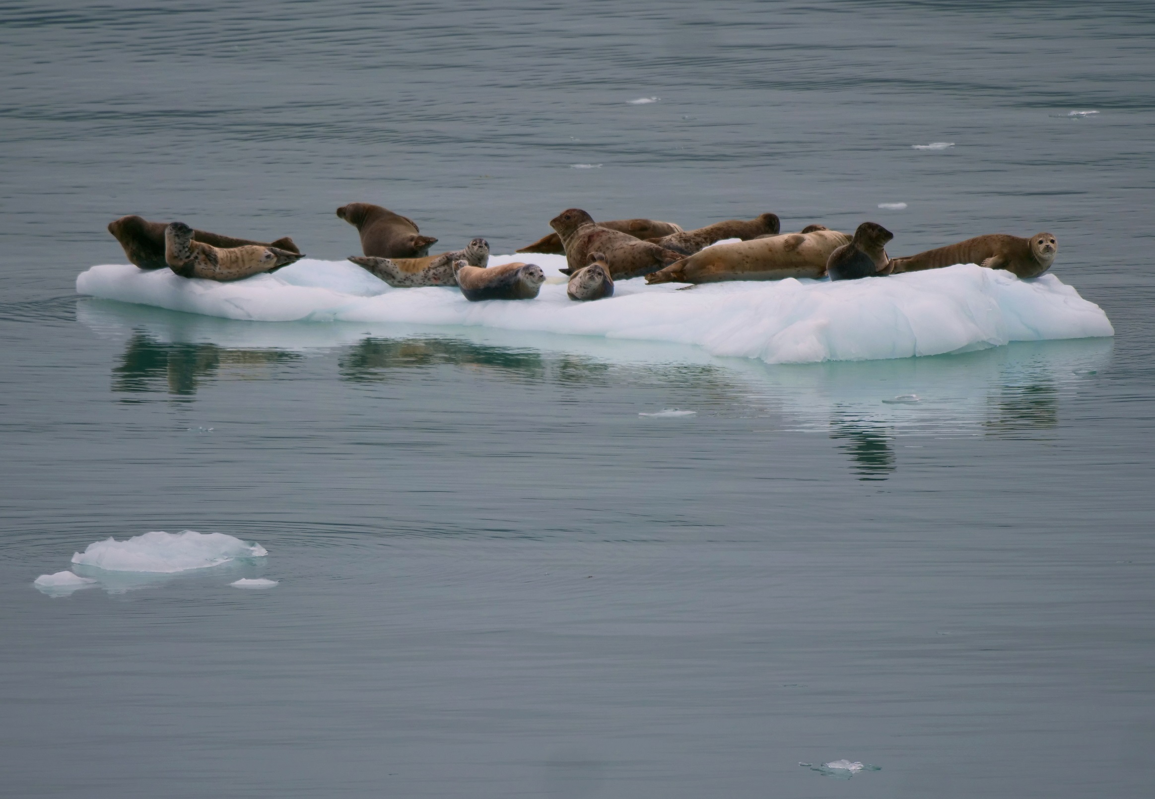 seals on ice