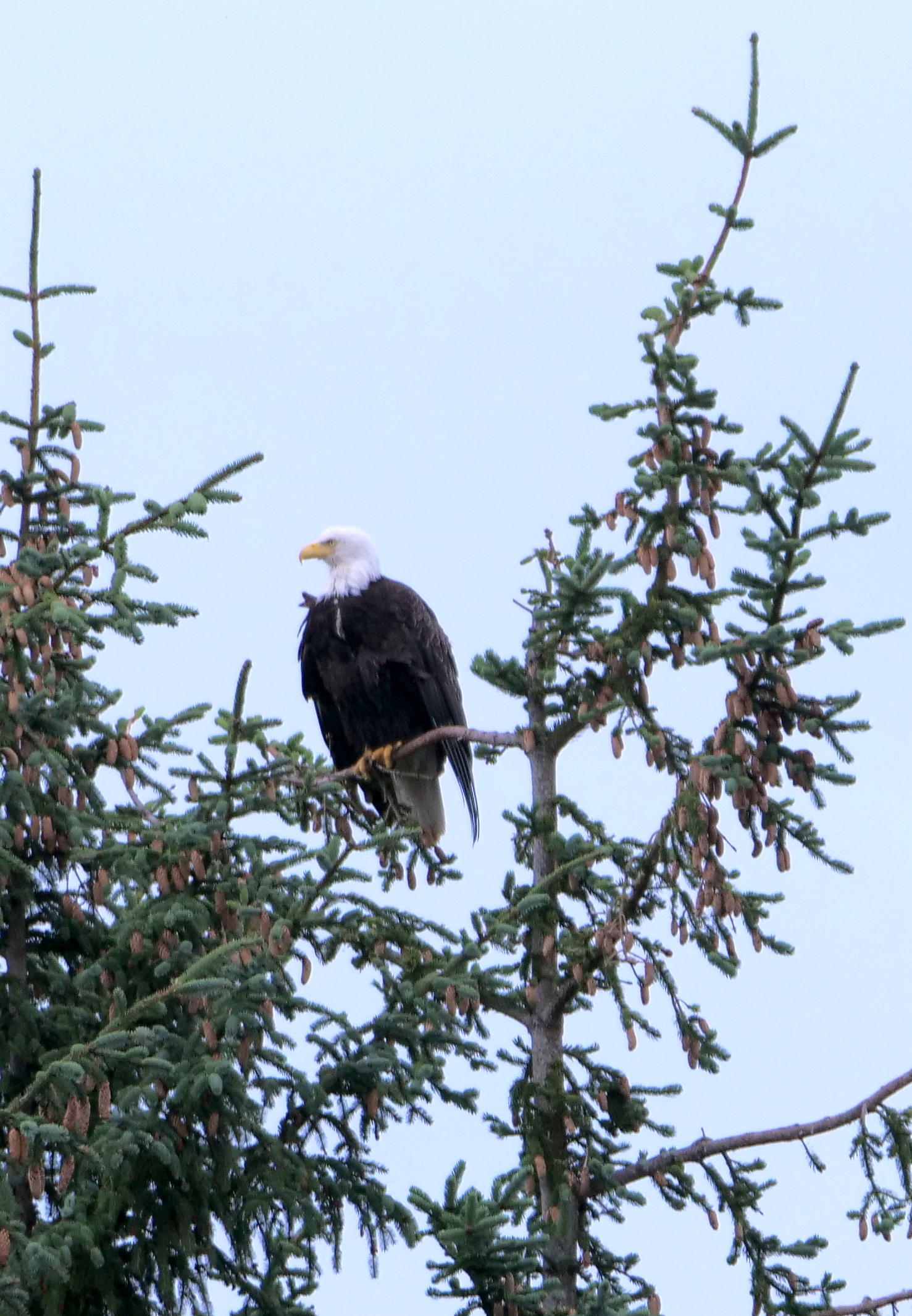 white-headed eagle
