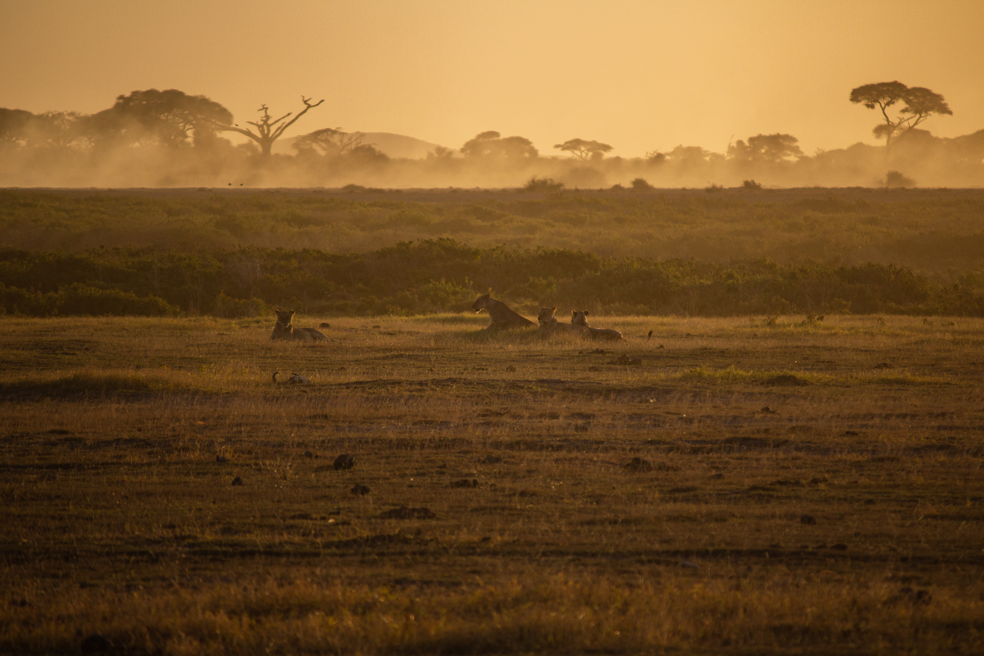 Lionesses at sunset