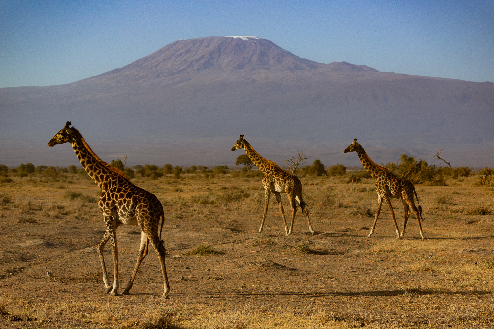 In front of Kilimanjaro