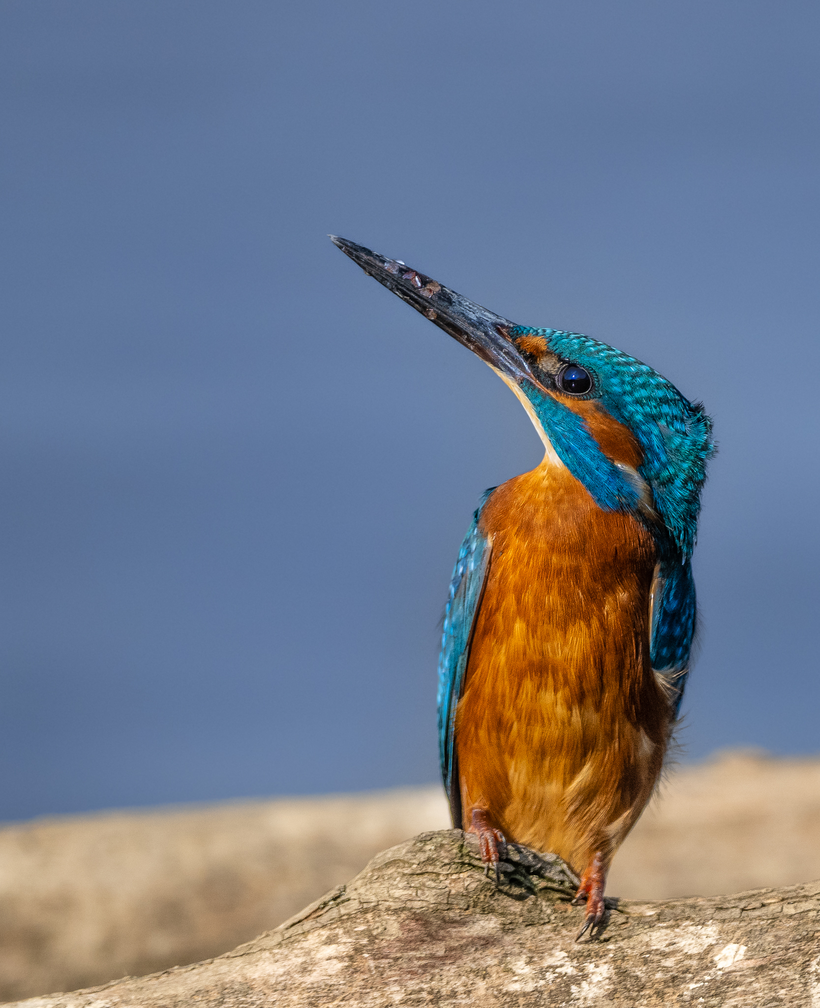 Mi sembra di aver visto un falco-Martin Pescatore