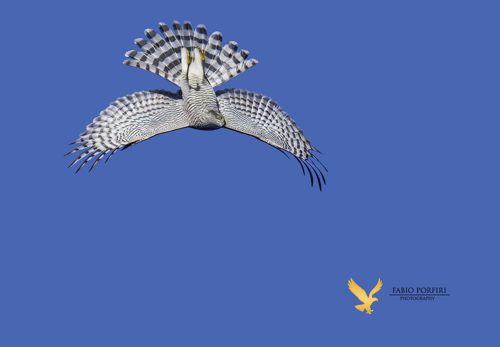 l'incredibile torsione del collo ..Sparviere