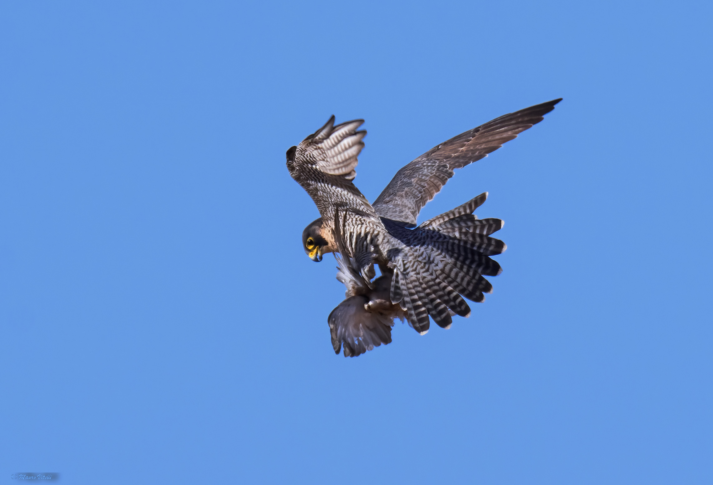 The Sniper (Peregrine Falcon)