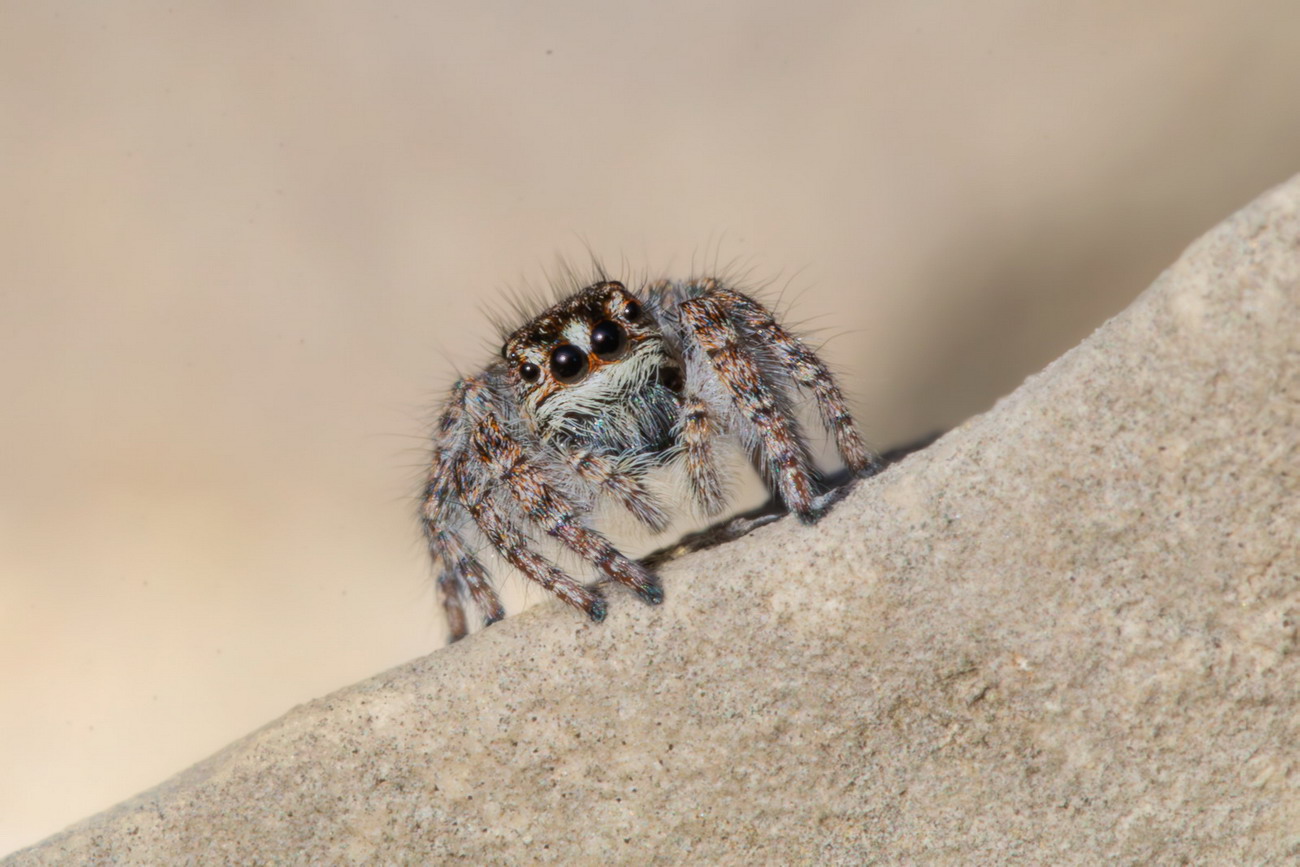 Salticidae sp.