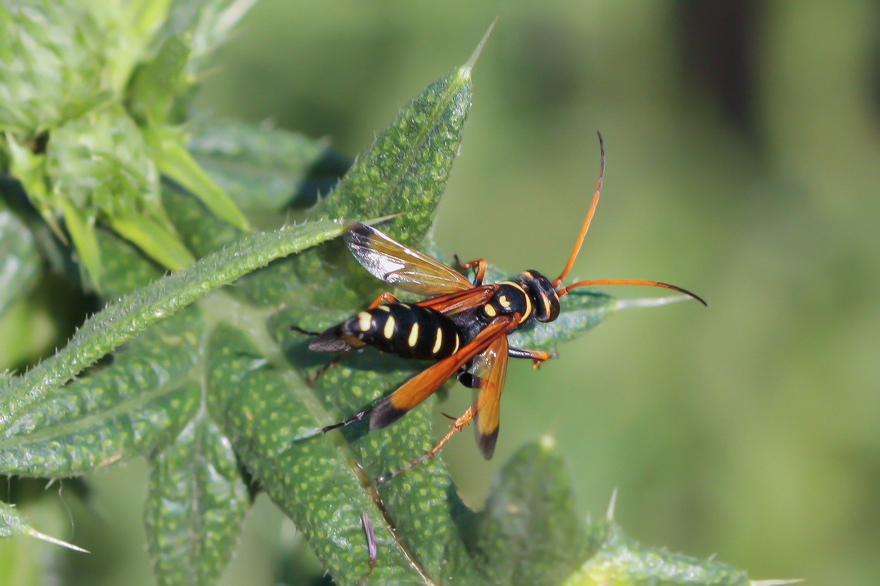 My first Macros: Batozonellus lacerticida