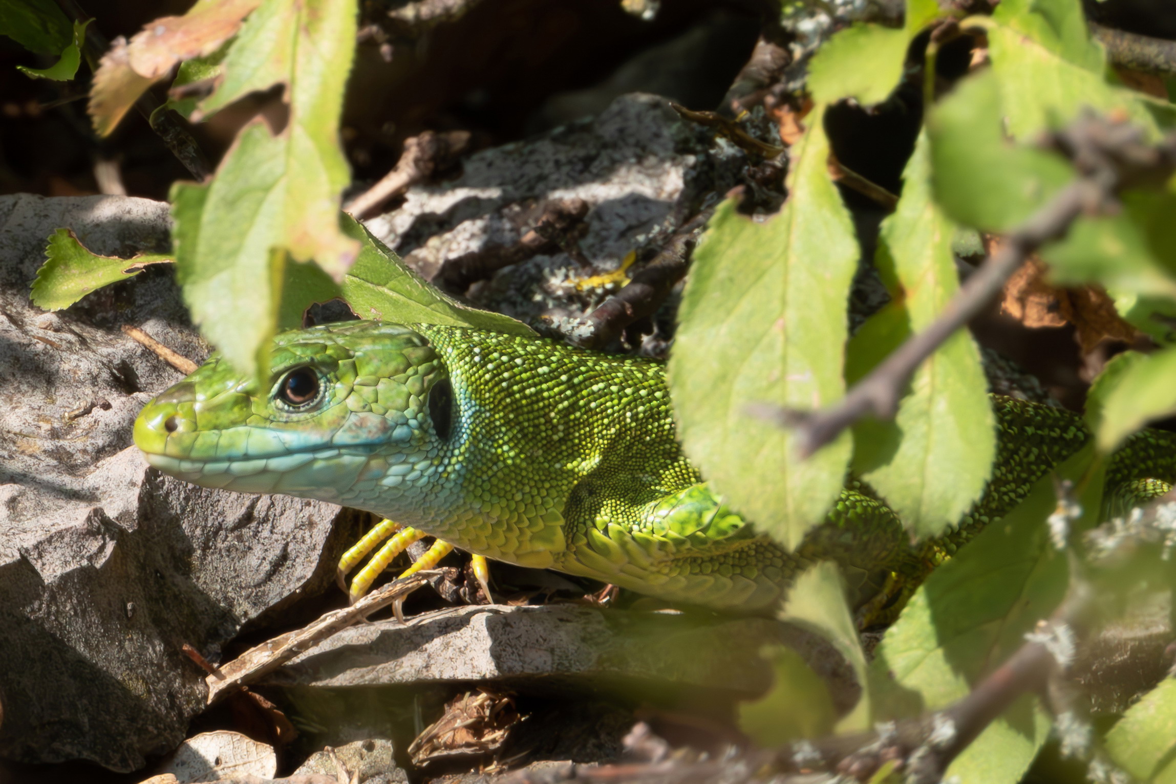 Green lizard