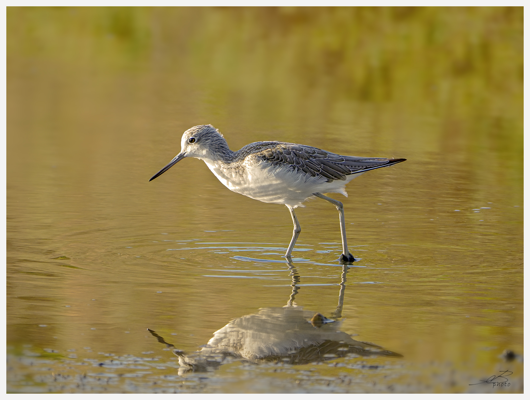 Greenshank