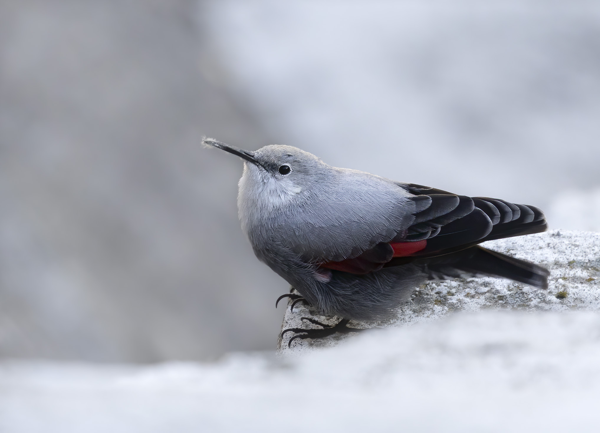 tra le nuvole, picchio muraiolo