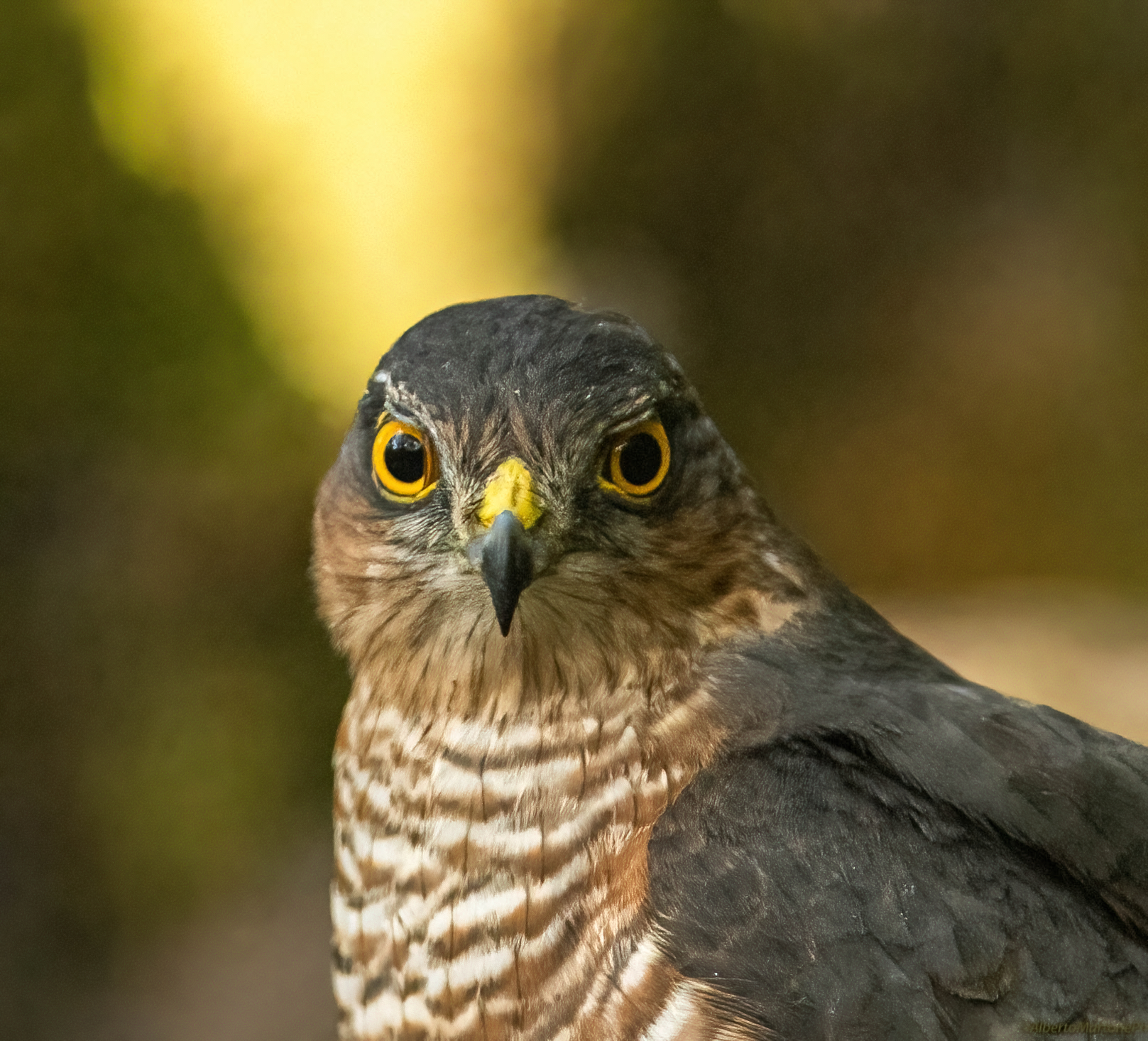 Sparrowhawk