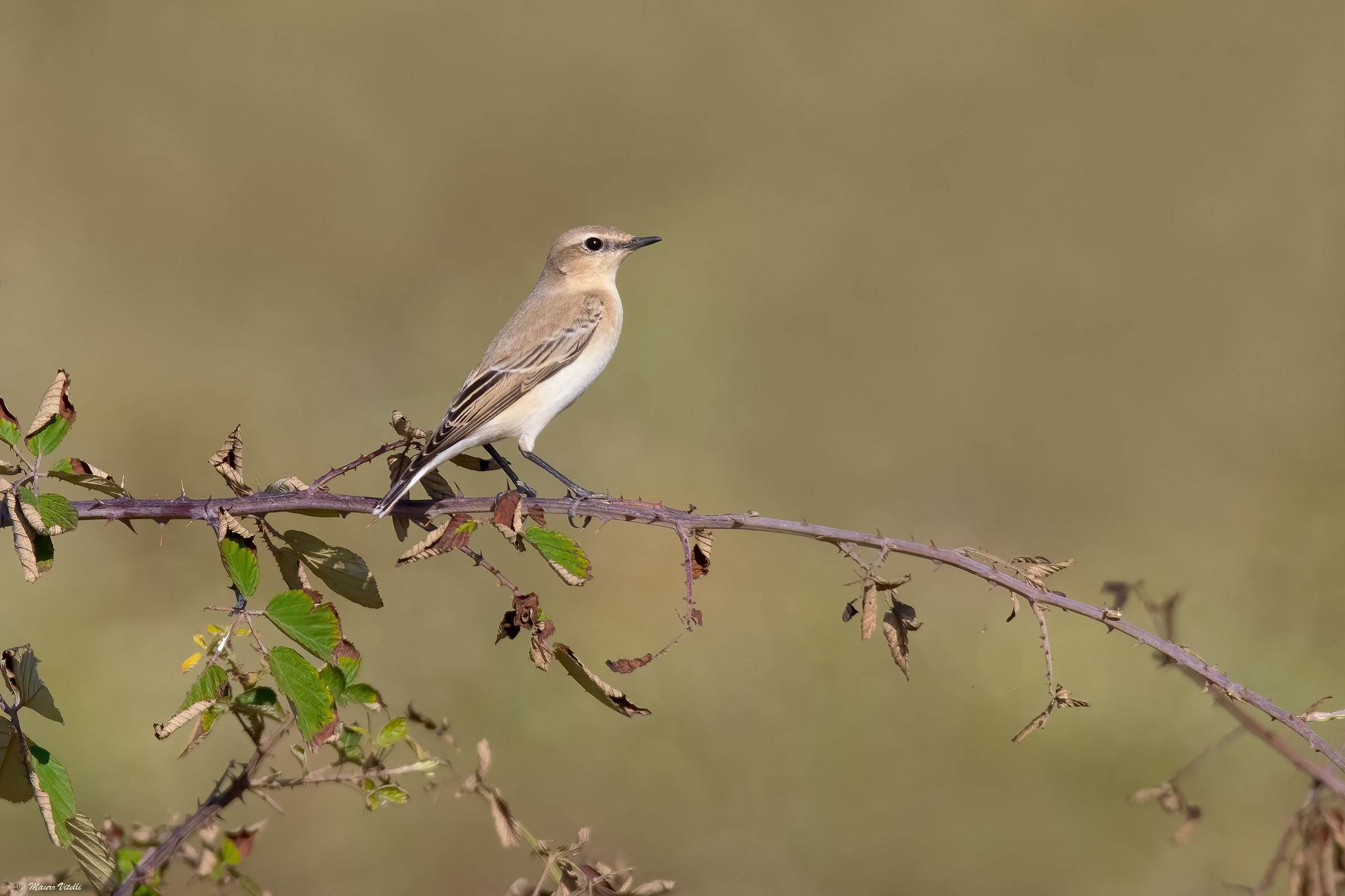 Culbianco (Oenanthe oenanthe)