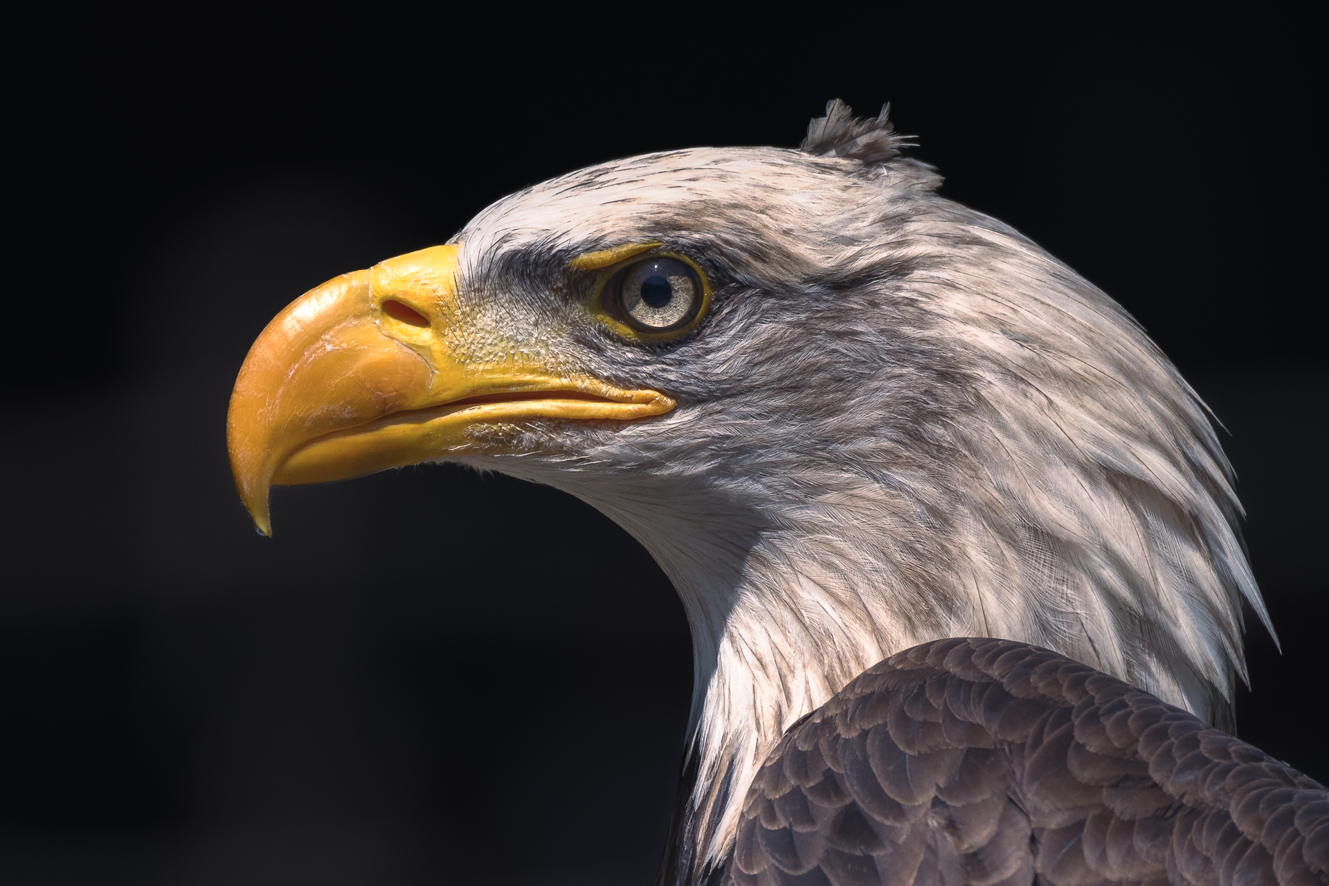 E mi ritrovai in una selva oscura