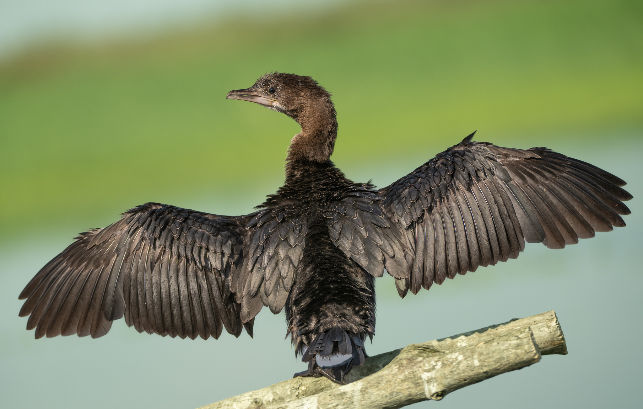 Oh là! adesso mi asciugo penne e piume. Marangone