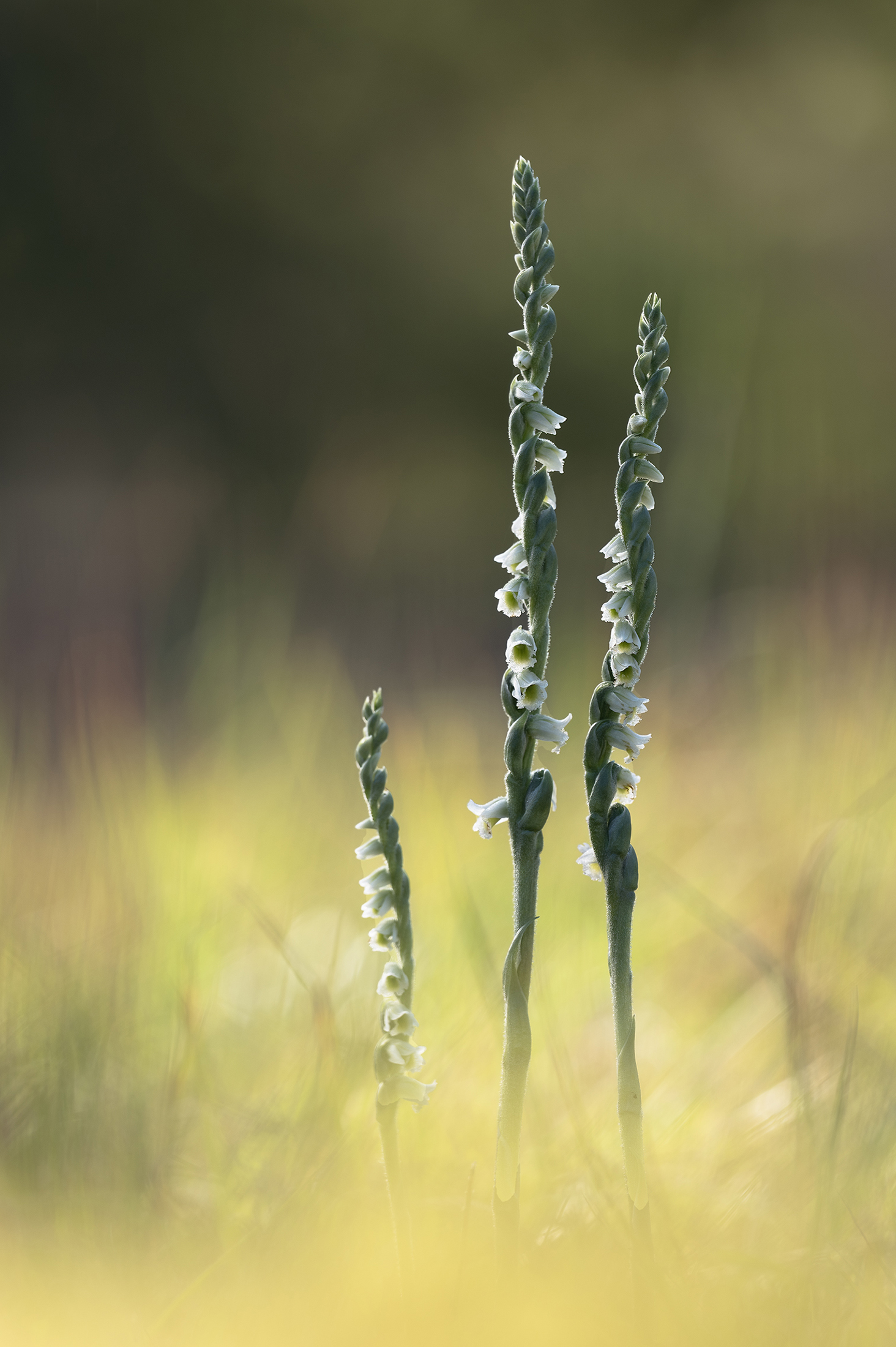 Spiranthes spiralis