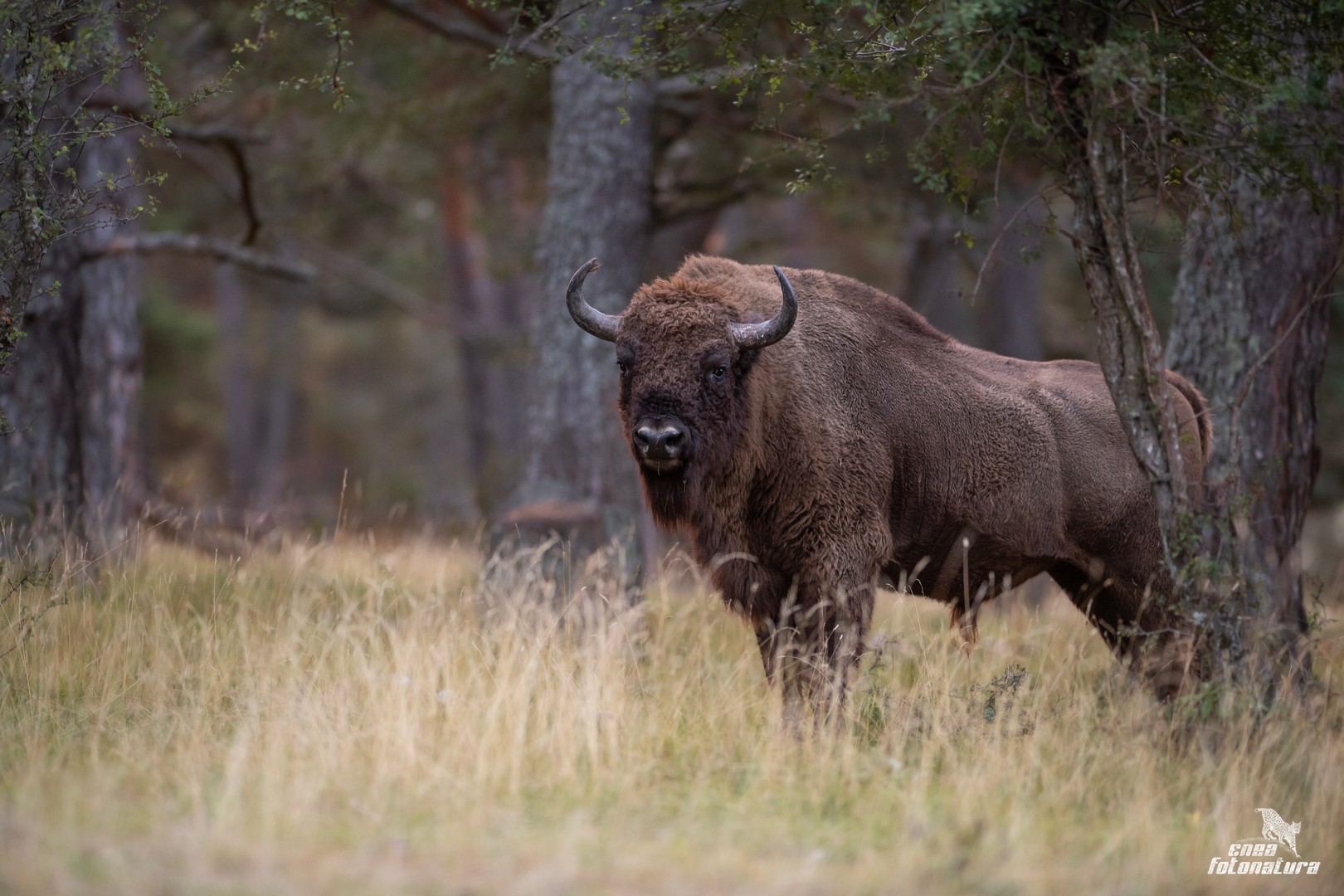 bisonte europeo