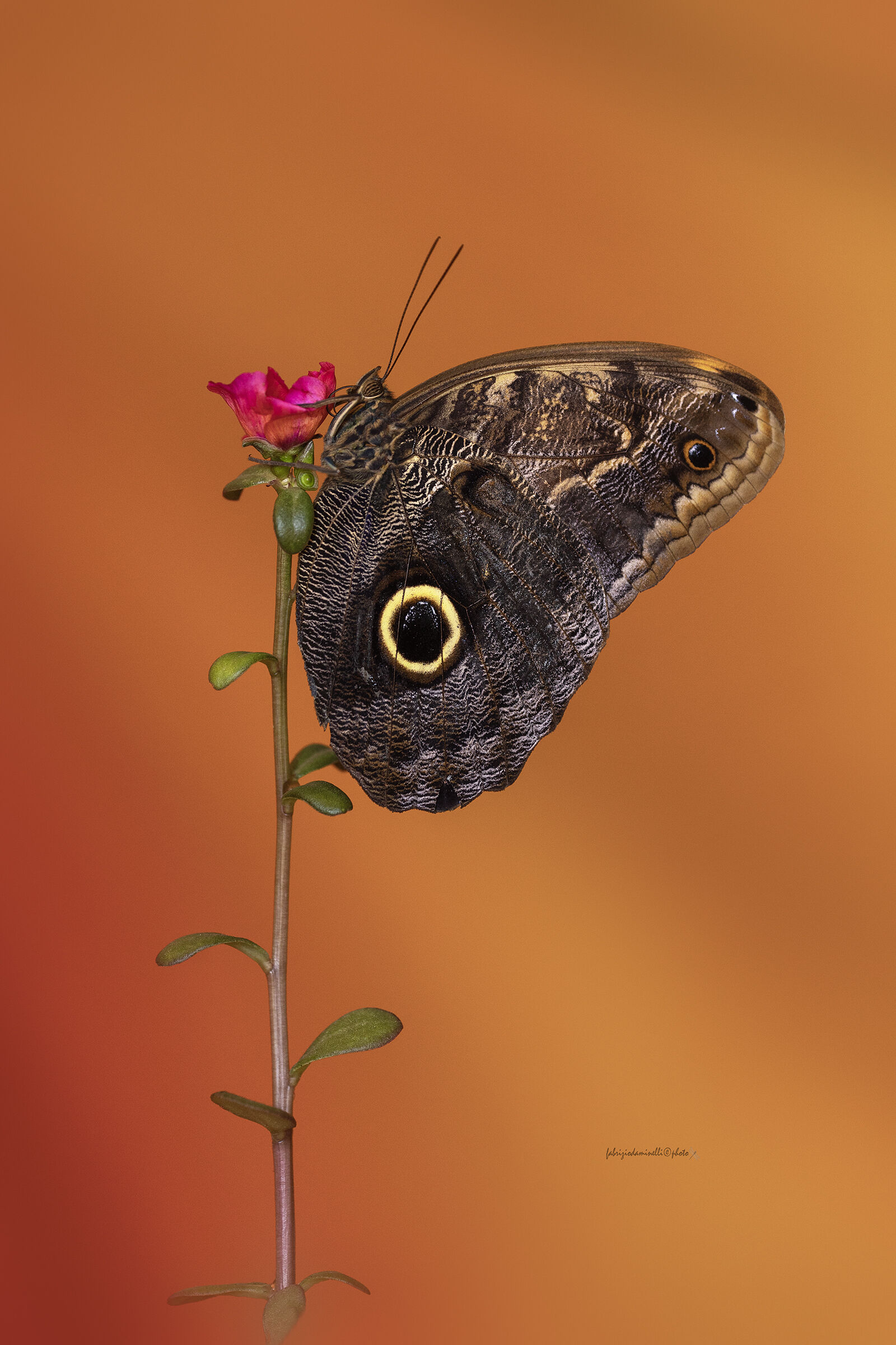 Caligo telamonius memnon