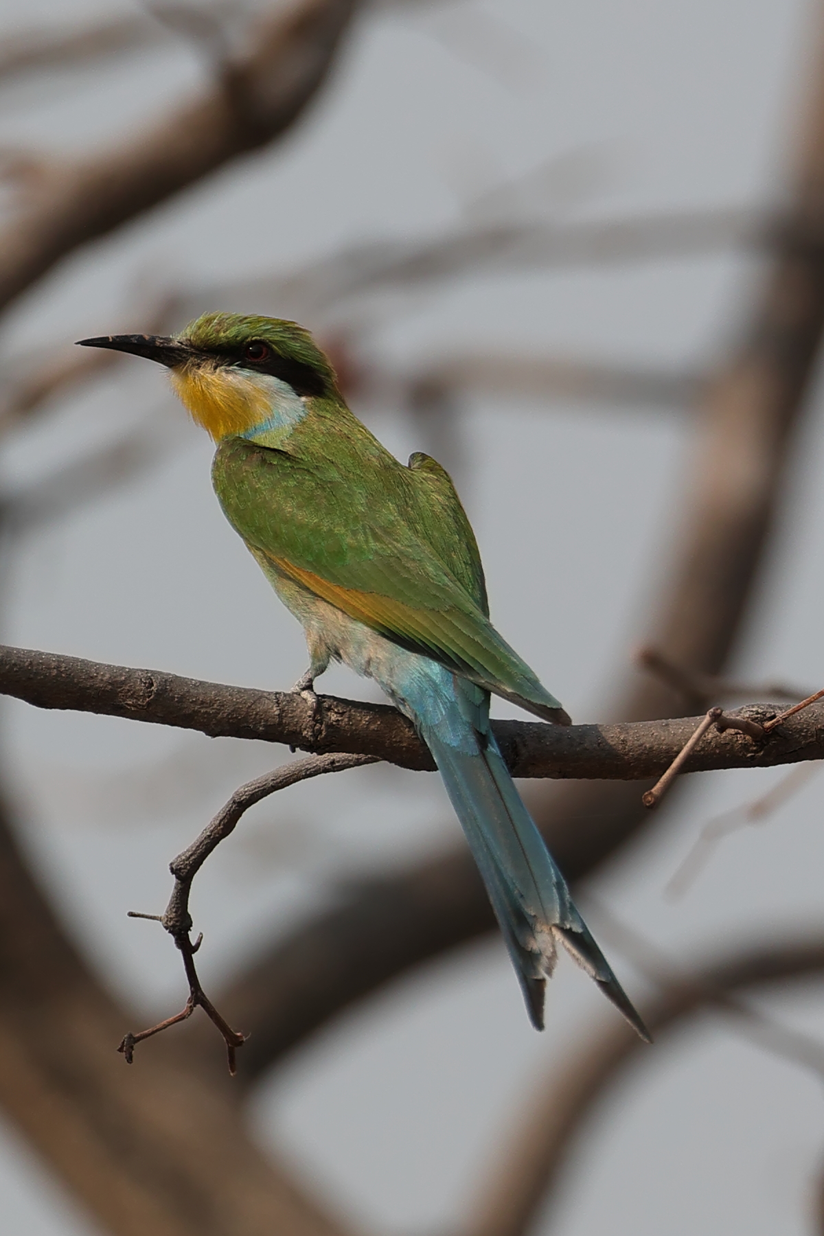 Botswana - Telophorus zeylonus (Bokmakierie Bushshrike)