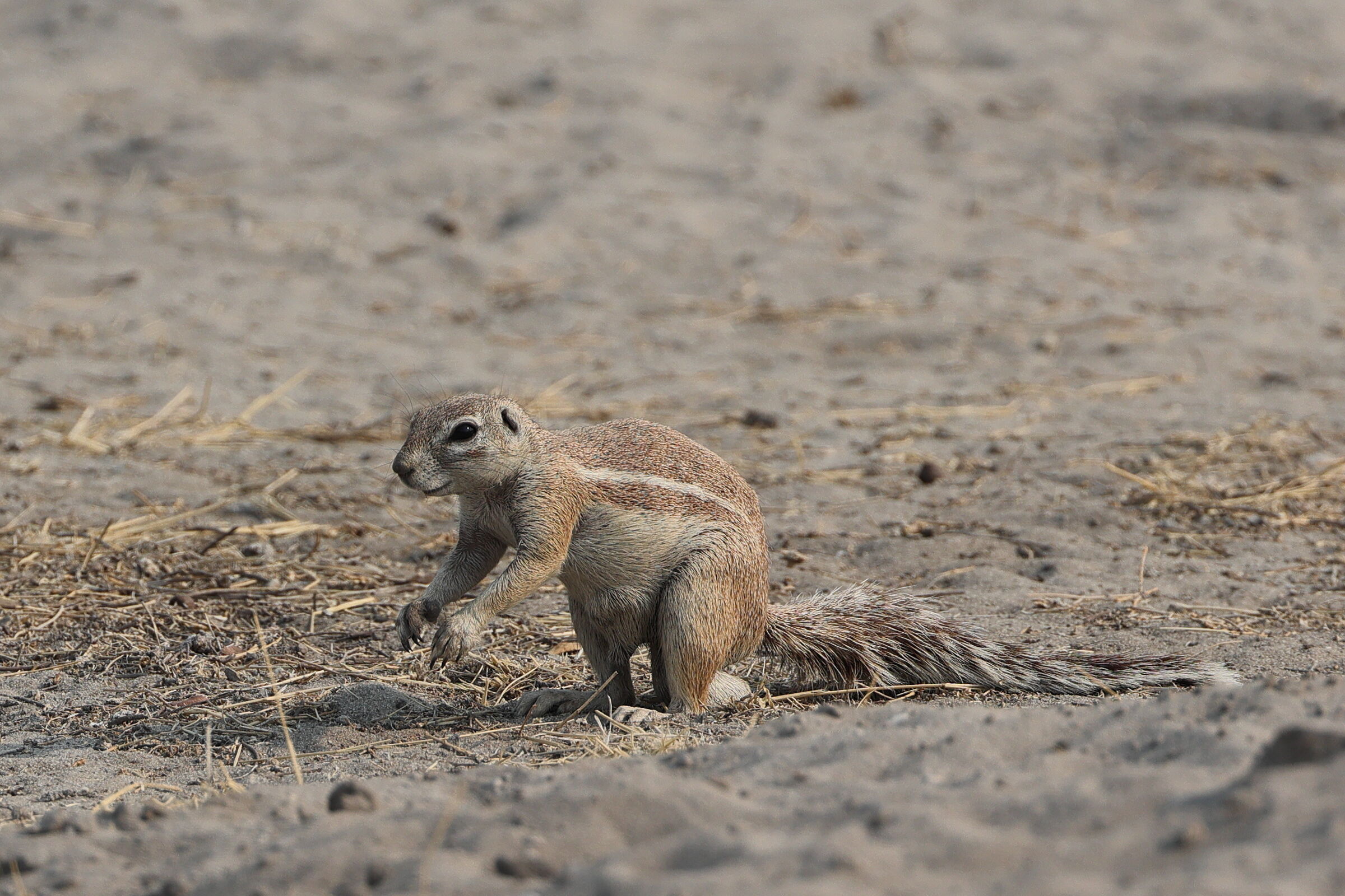 Botswana - Xero del Capo (Geosciurus inauris)