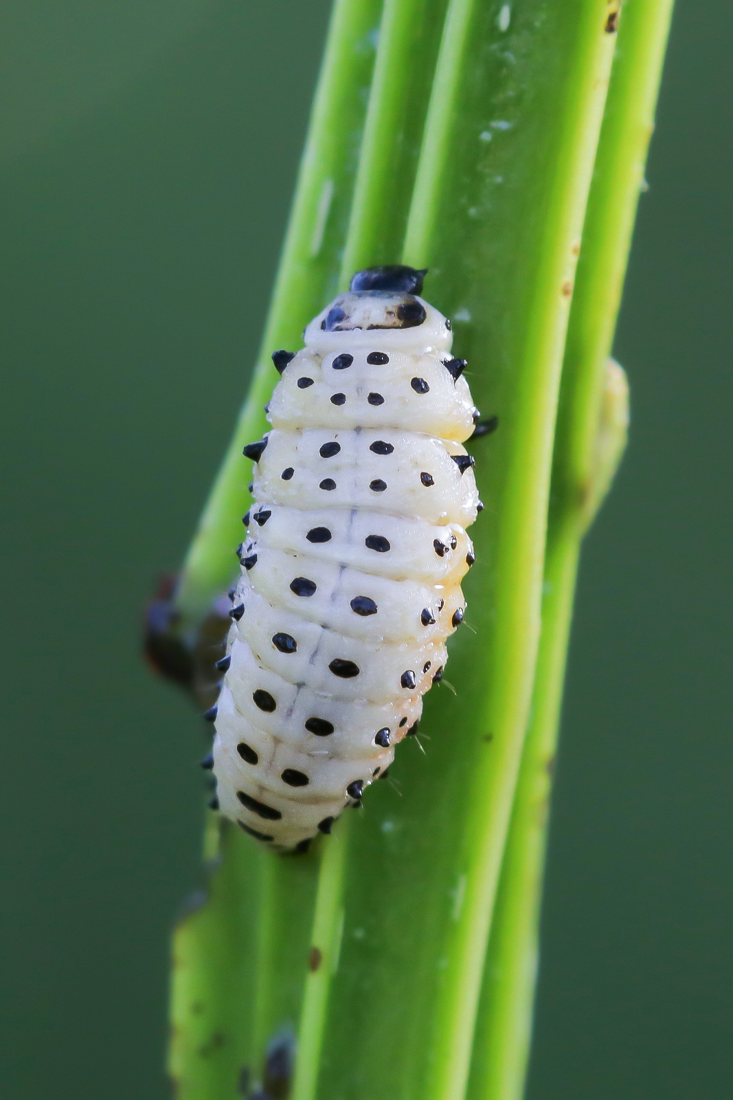 Larva of Chrysomela populi