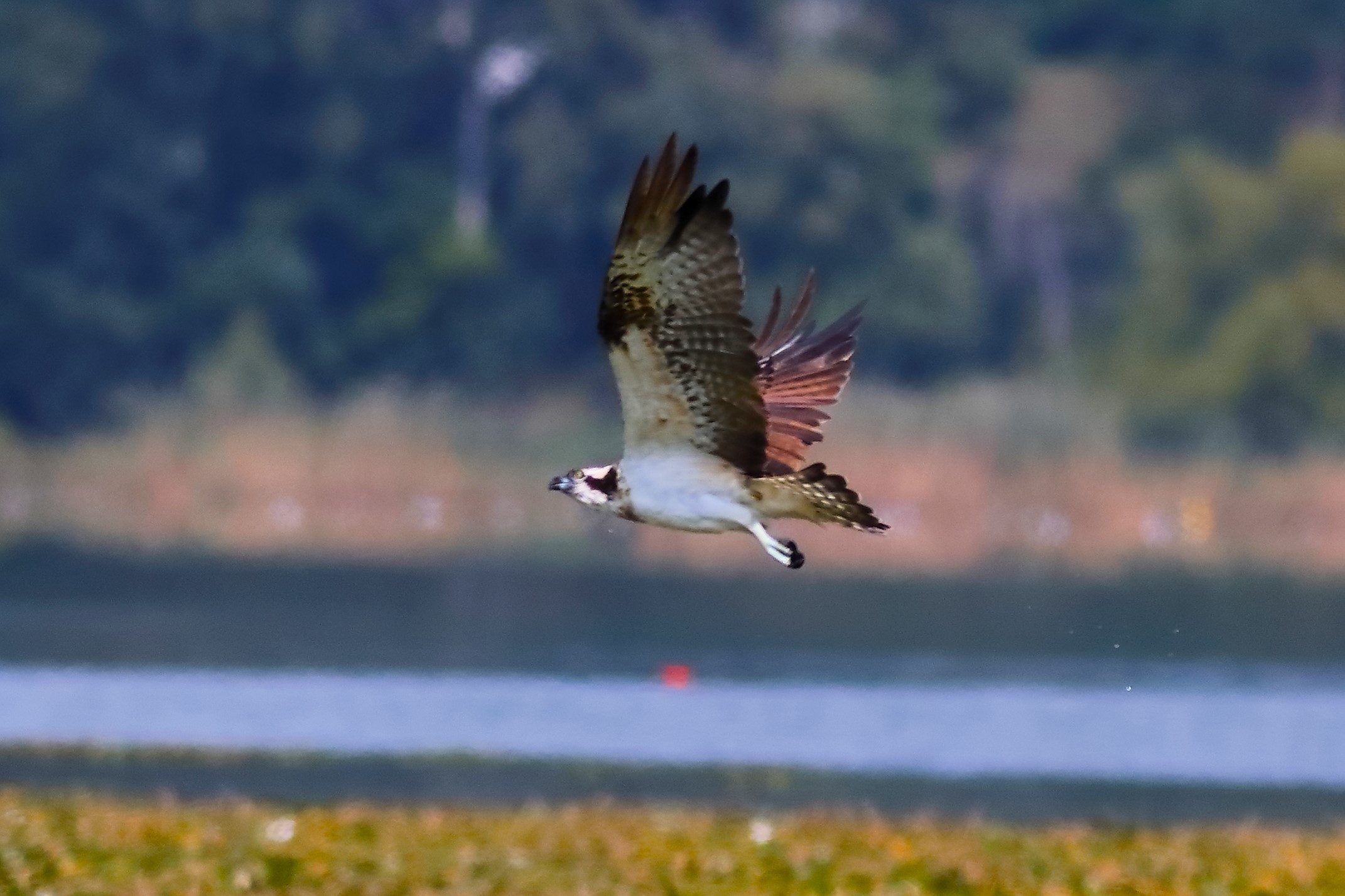 Falco pescatore 01-09-2023