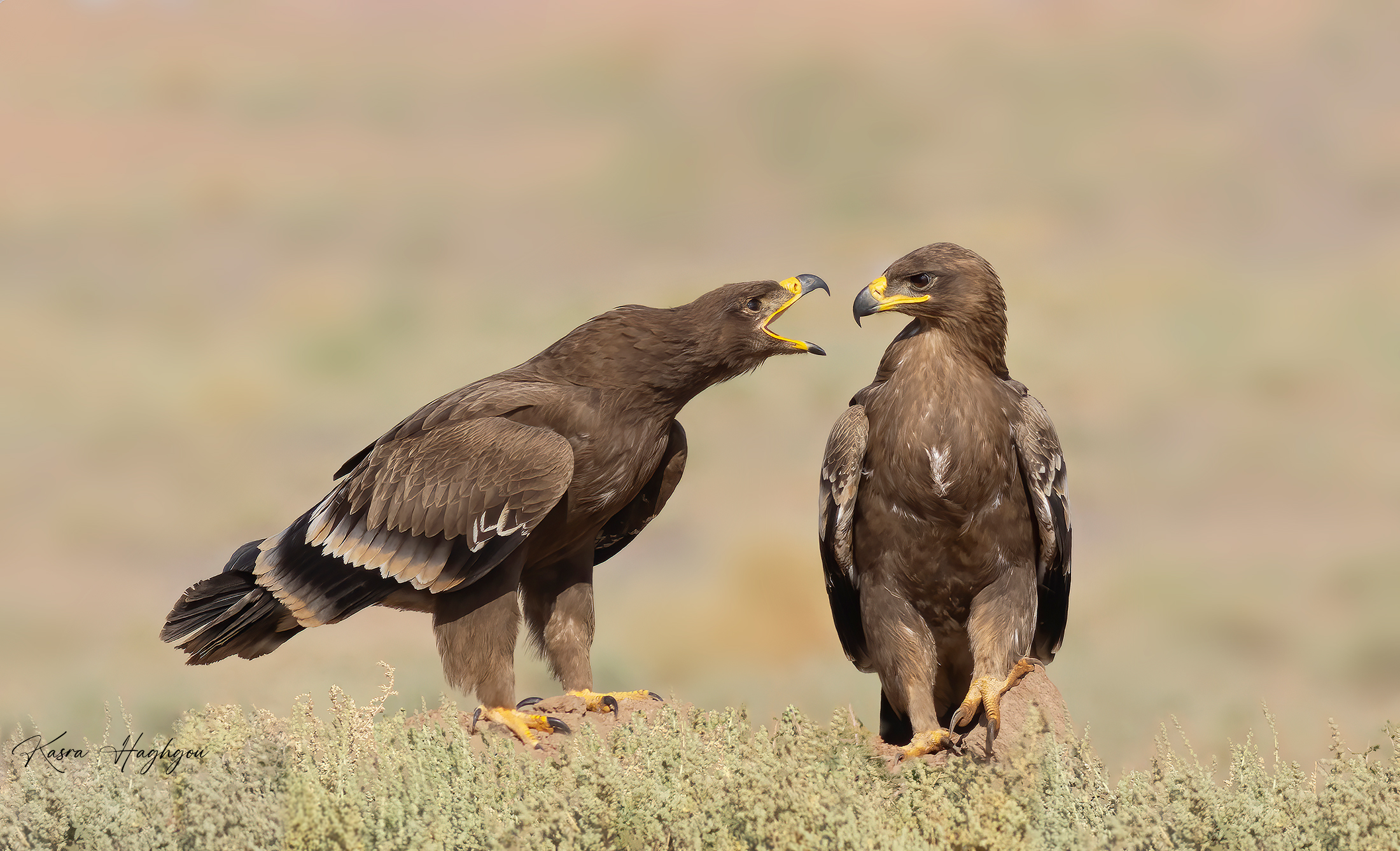 Steppe eagle