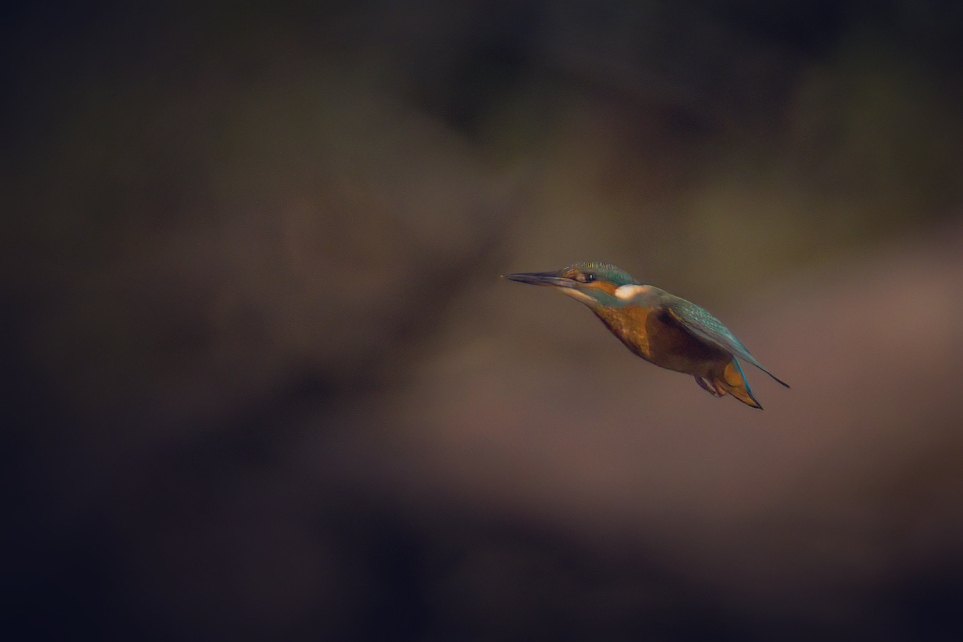 Kingfisher