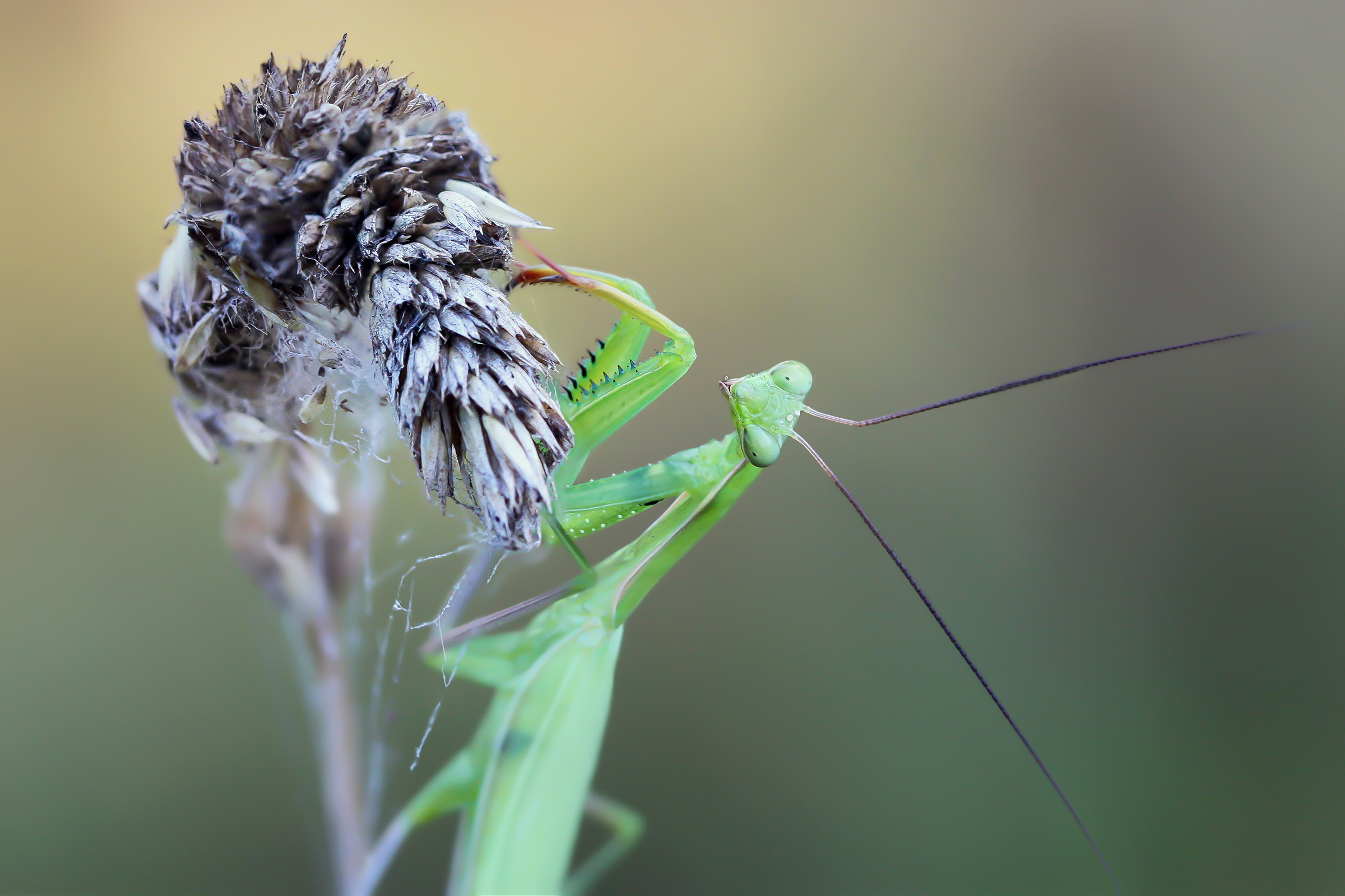 My first Macros: Mantis religiosa