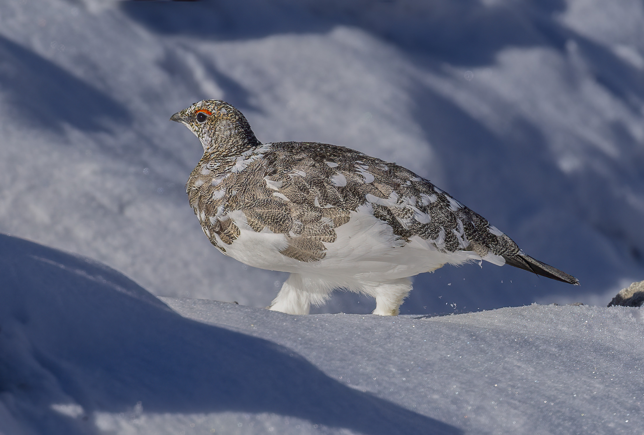prima neve allo stelvio, pernice bianca