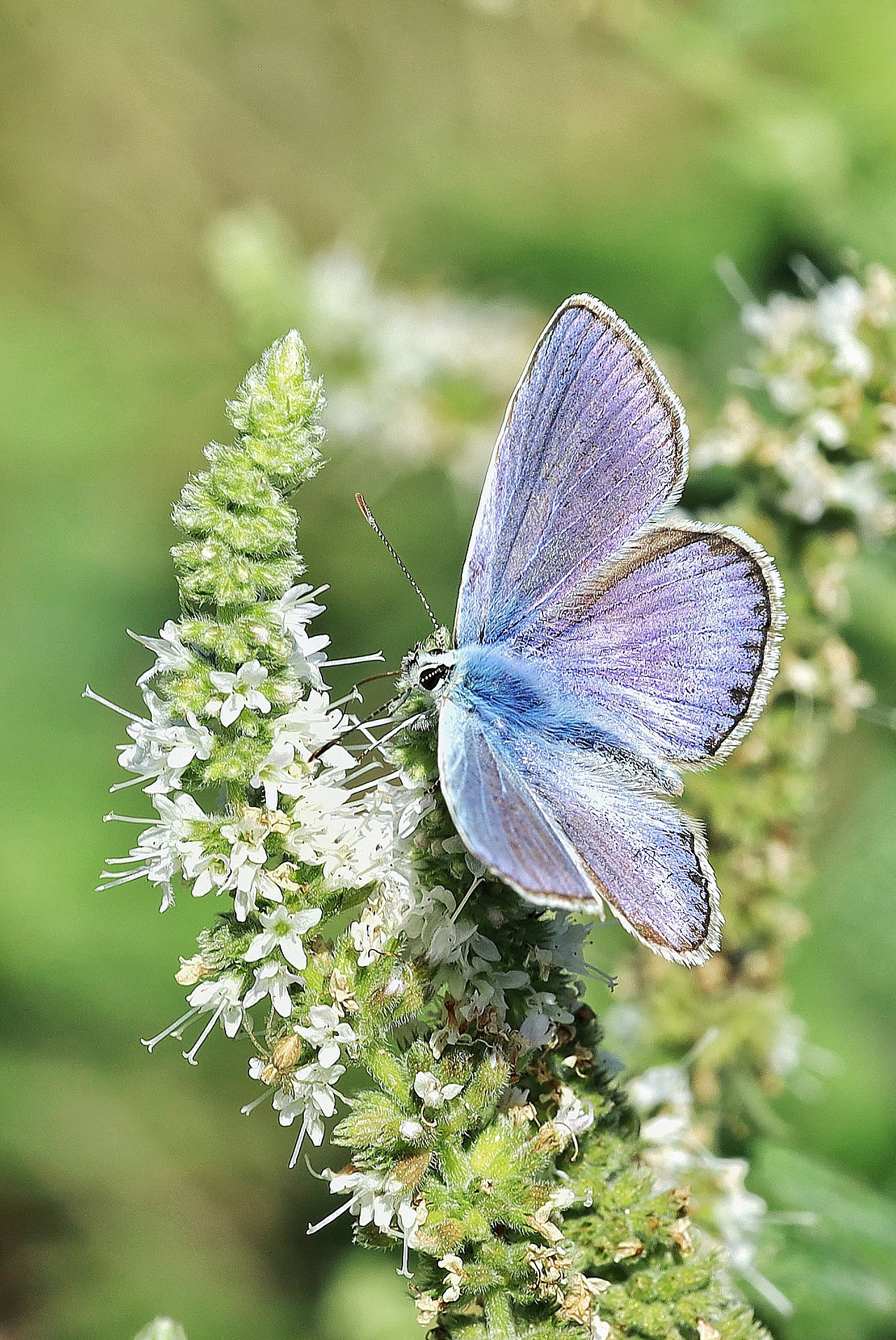 Polyommatus icarus &male;