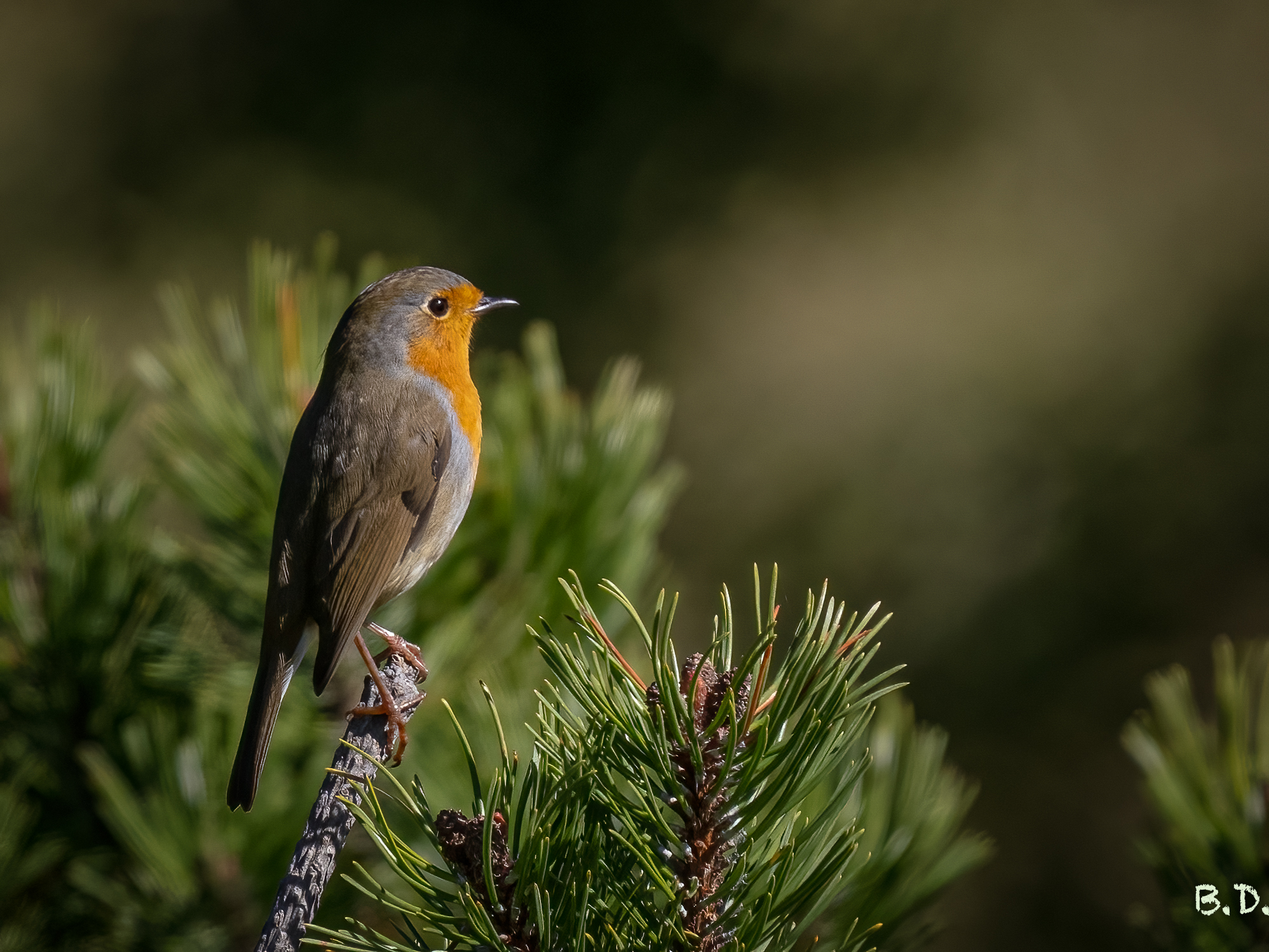 Erithacus rubecula