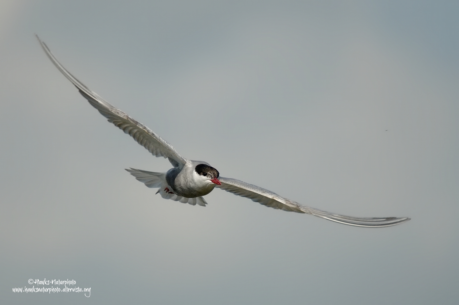 Whiskered Tern