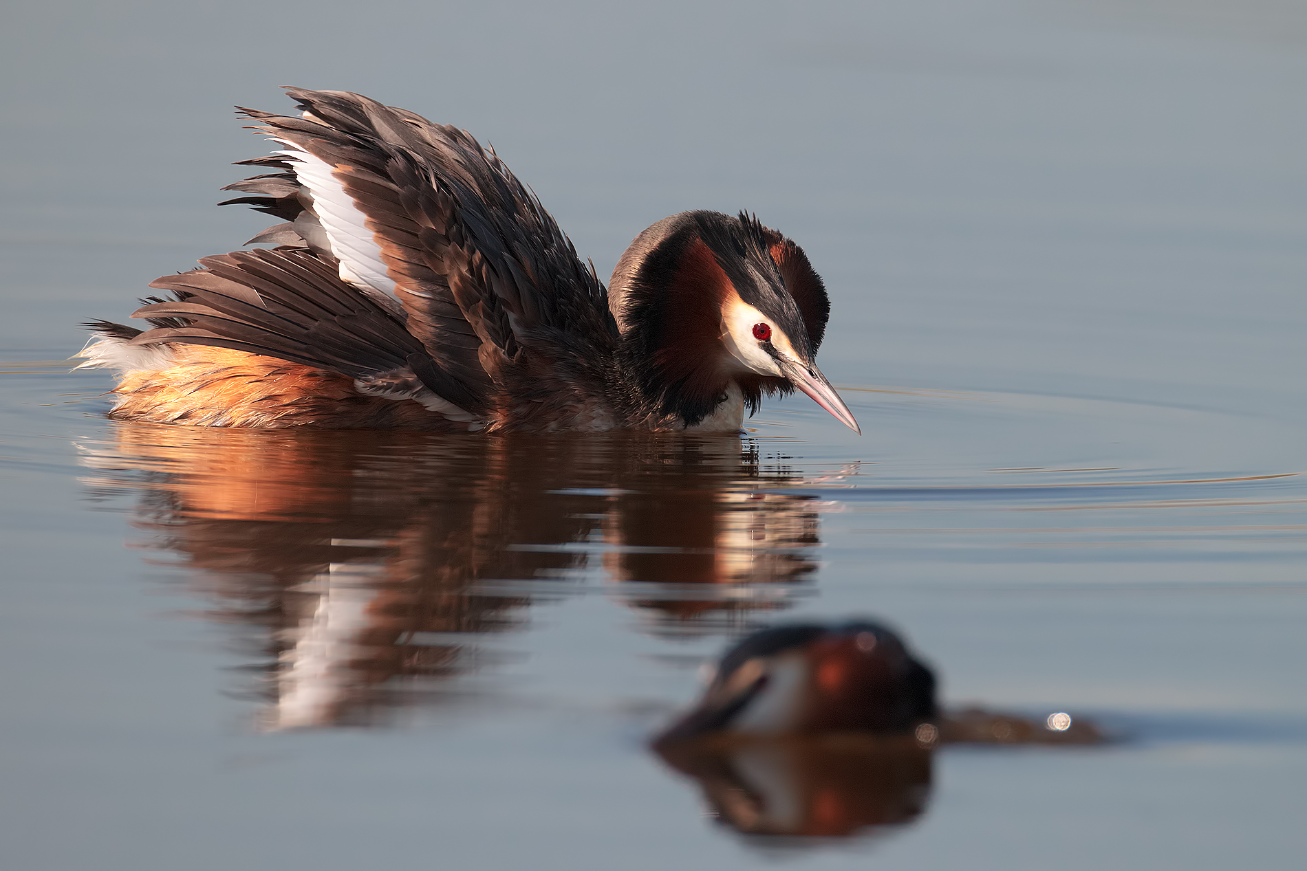svasso maggiore: corteggiamento