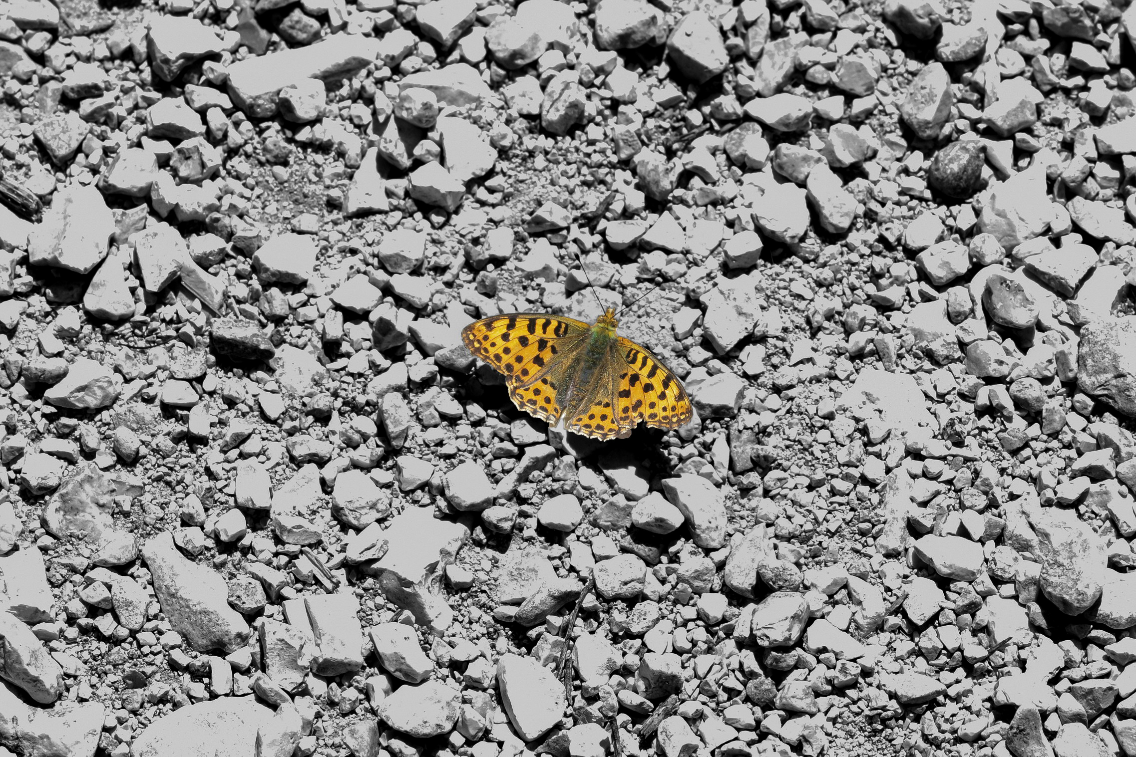 A butterfly on the Moon