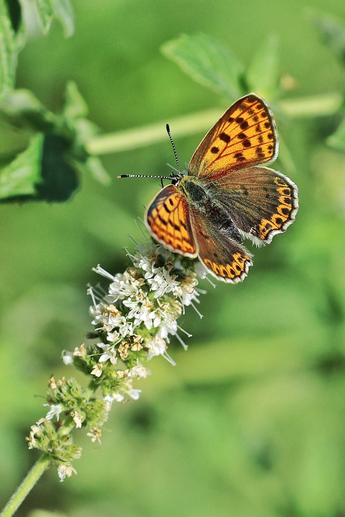 Lycaena tityrus &female;