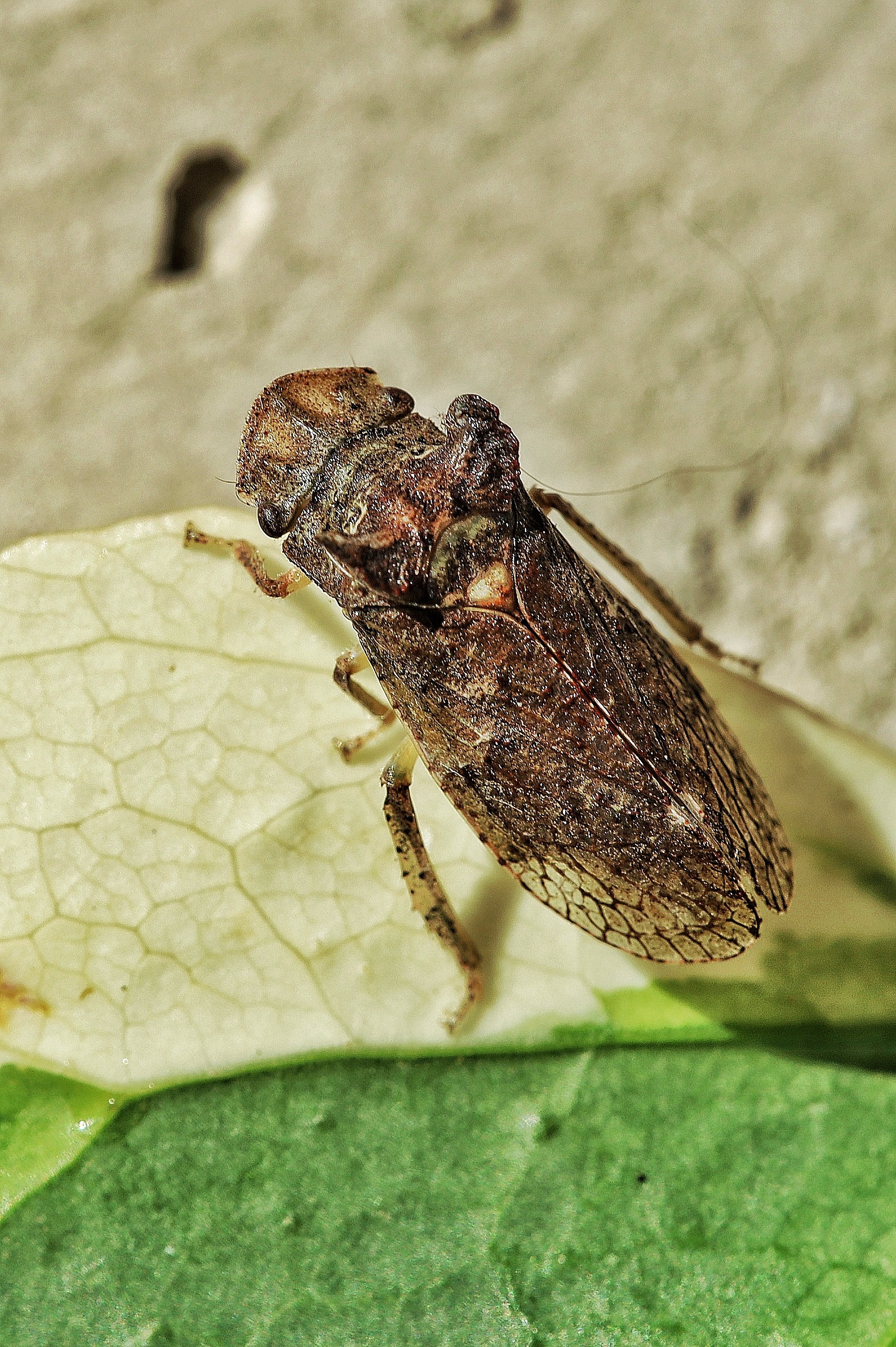 Ledra aurita