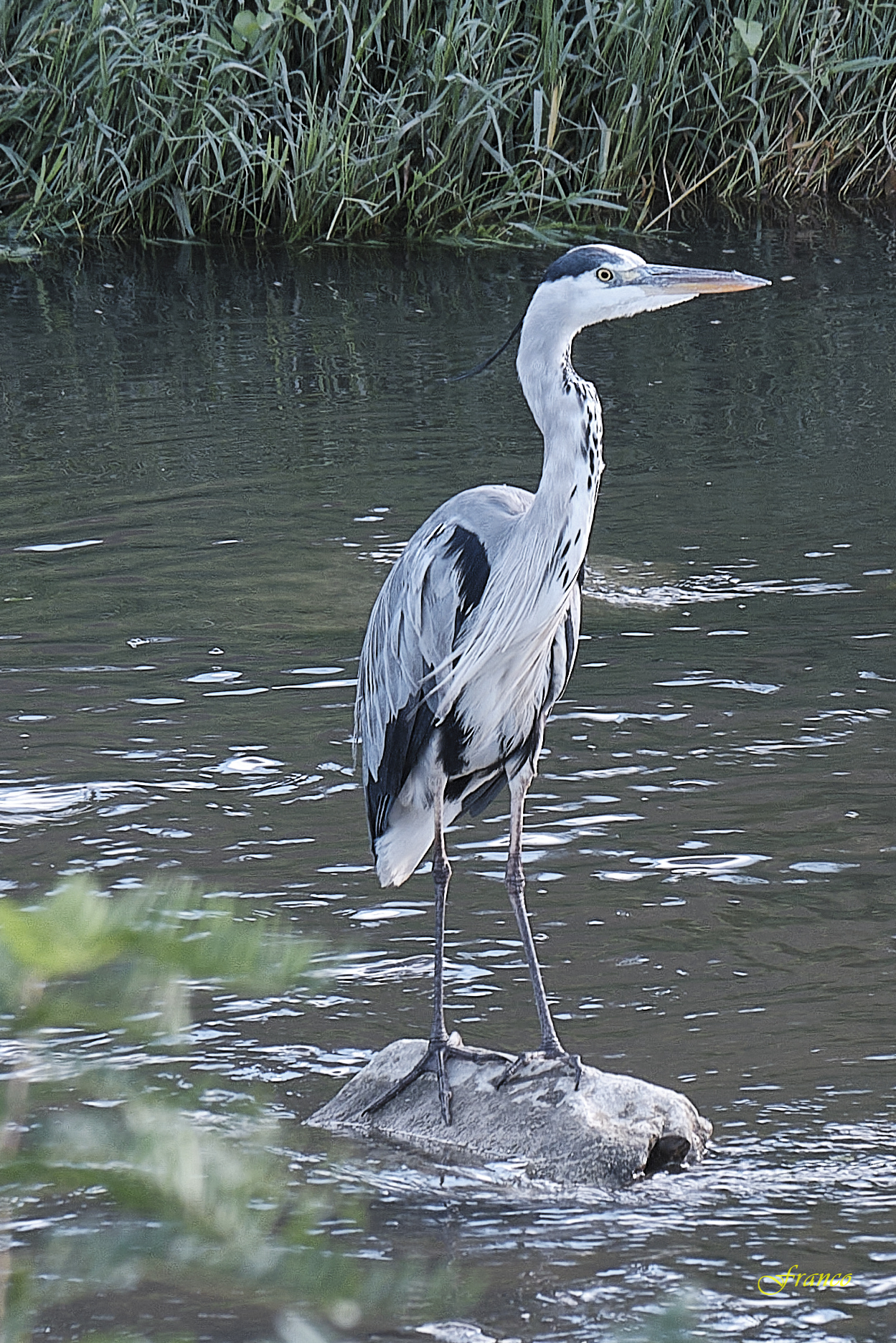 Grey heron